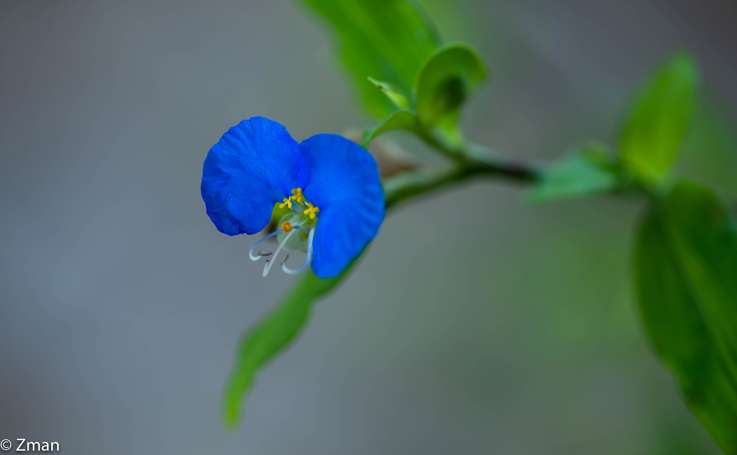 Asiatic Dayflower