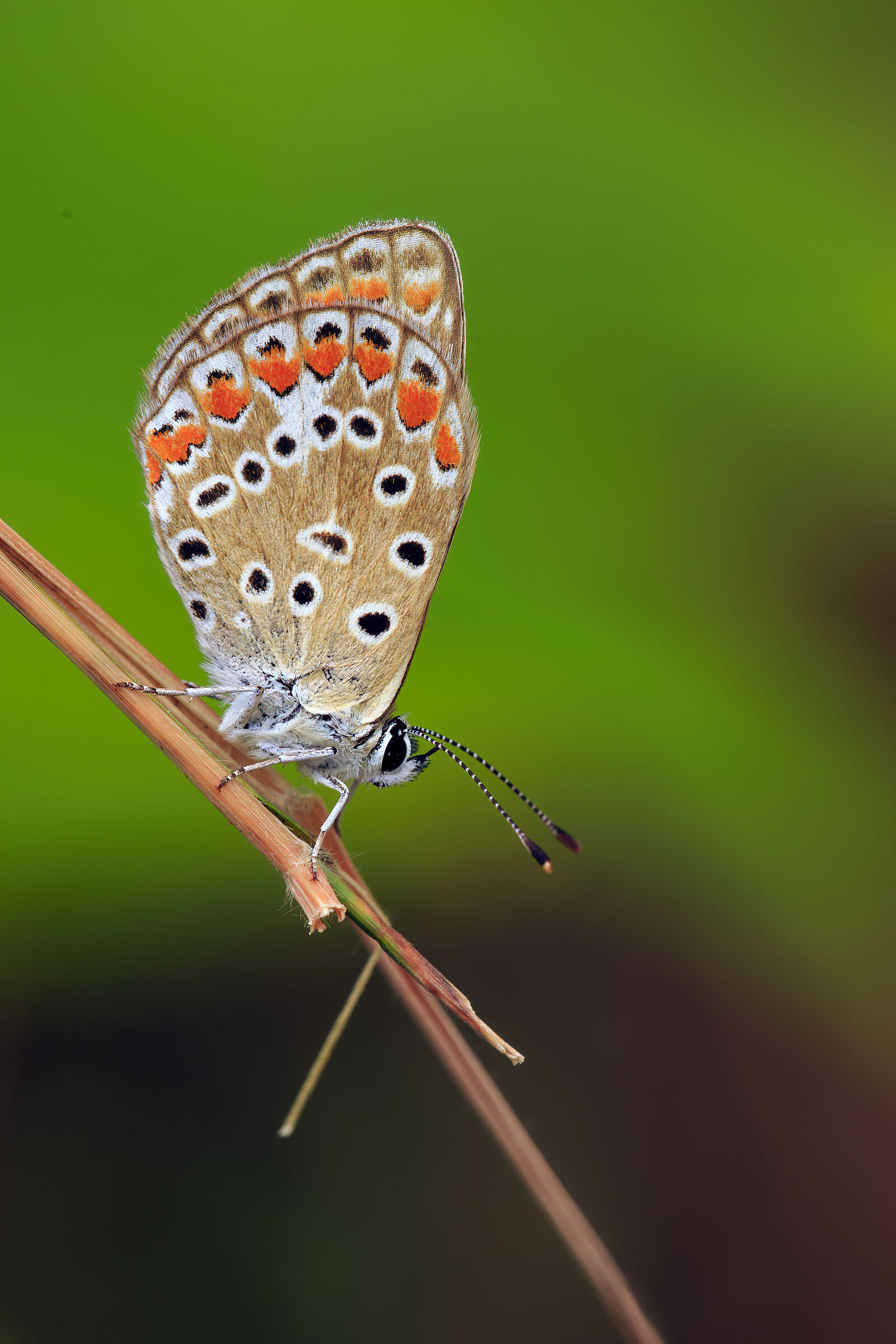Polyommatus icarus