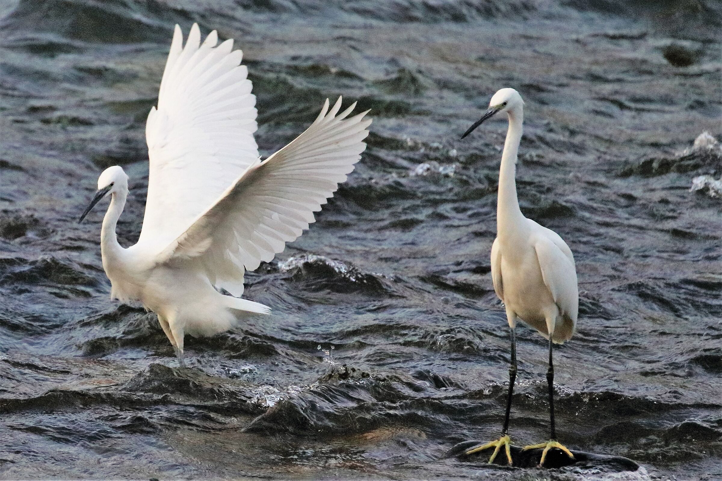 Egrets