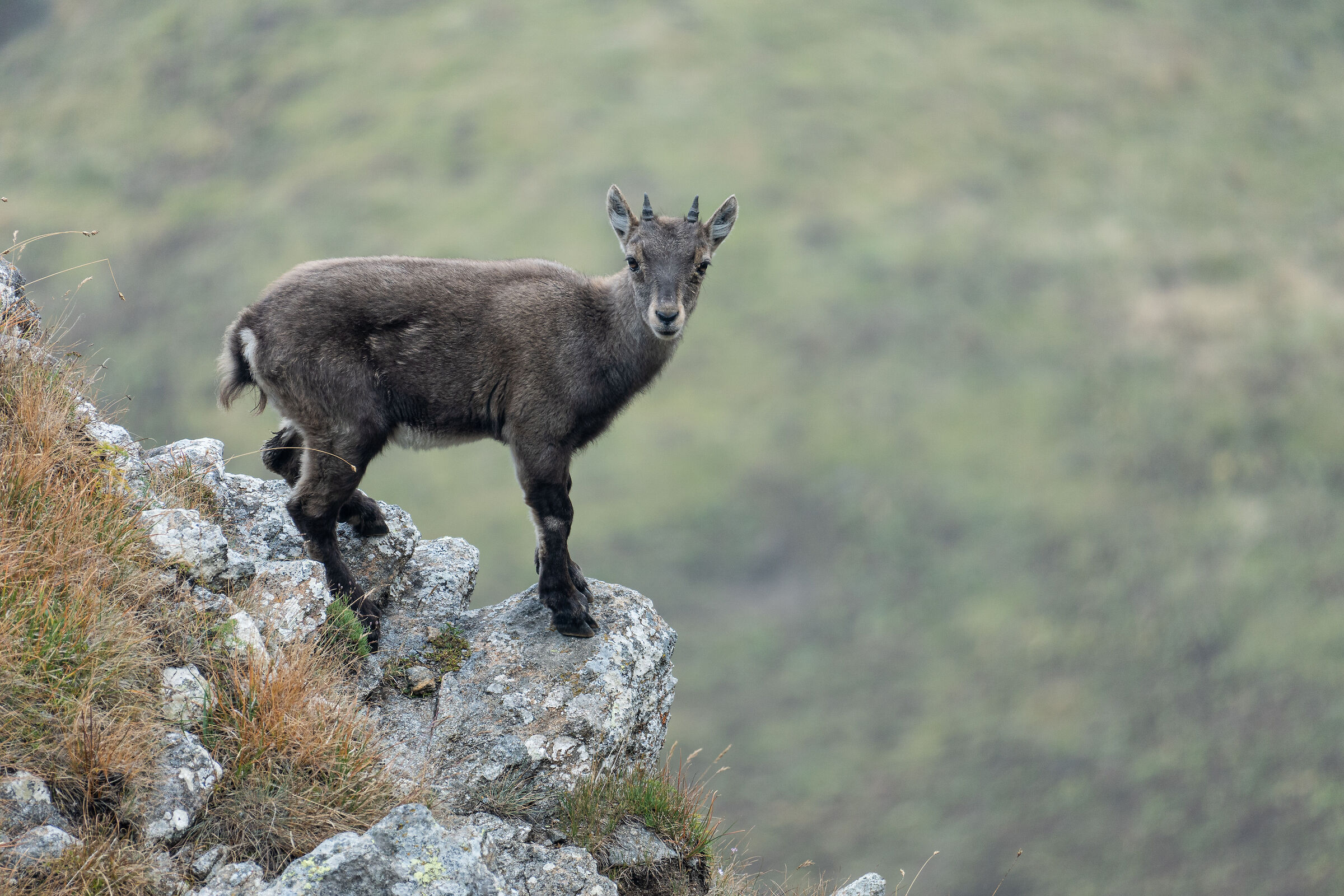 Young ibex