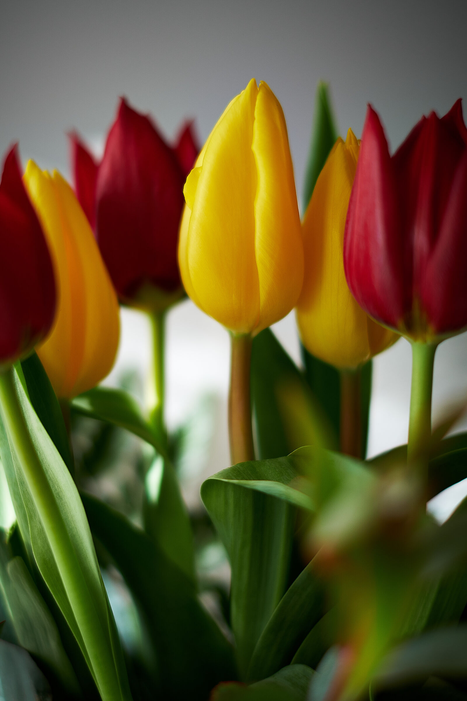 Tulips
