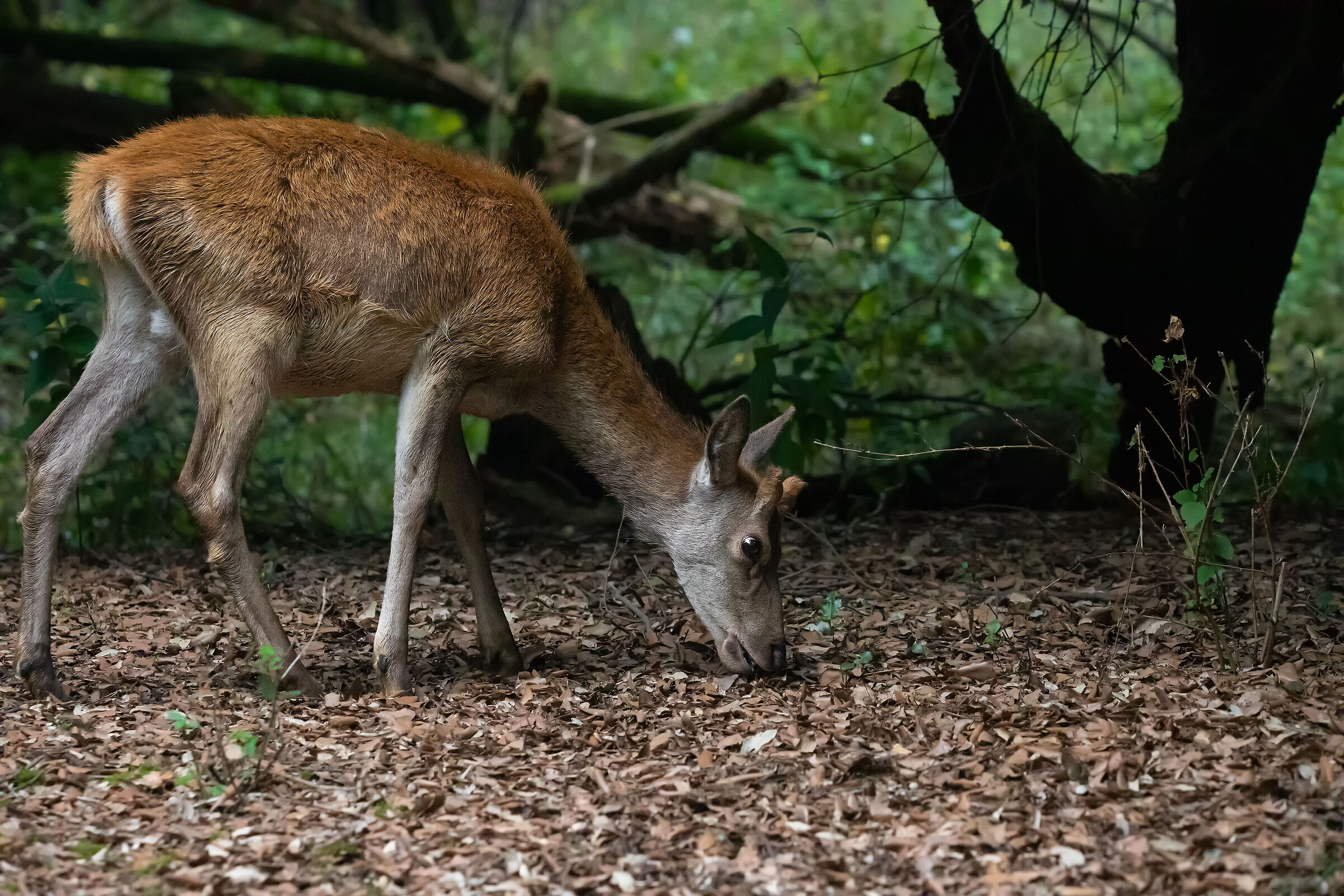 ...  a ruminar nel bosco