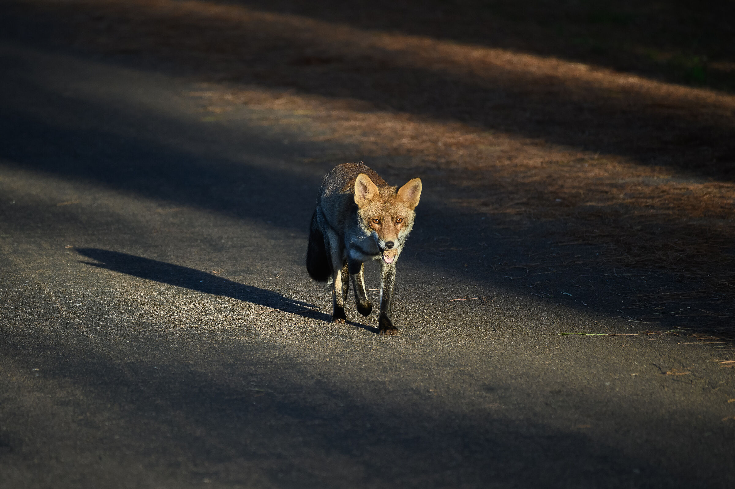 Vegetarian fox