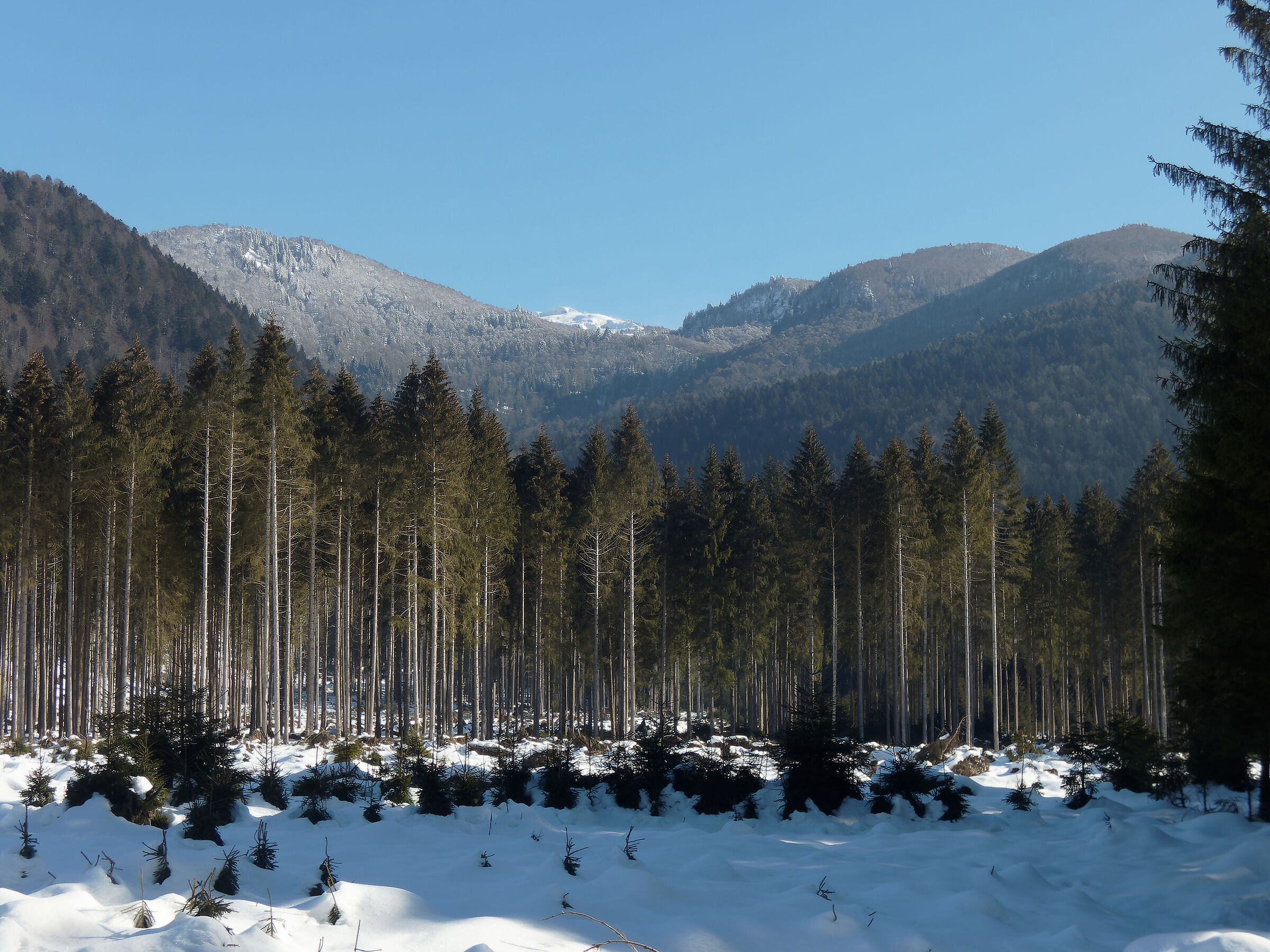 Cansiglio Forest