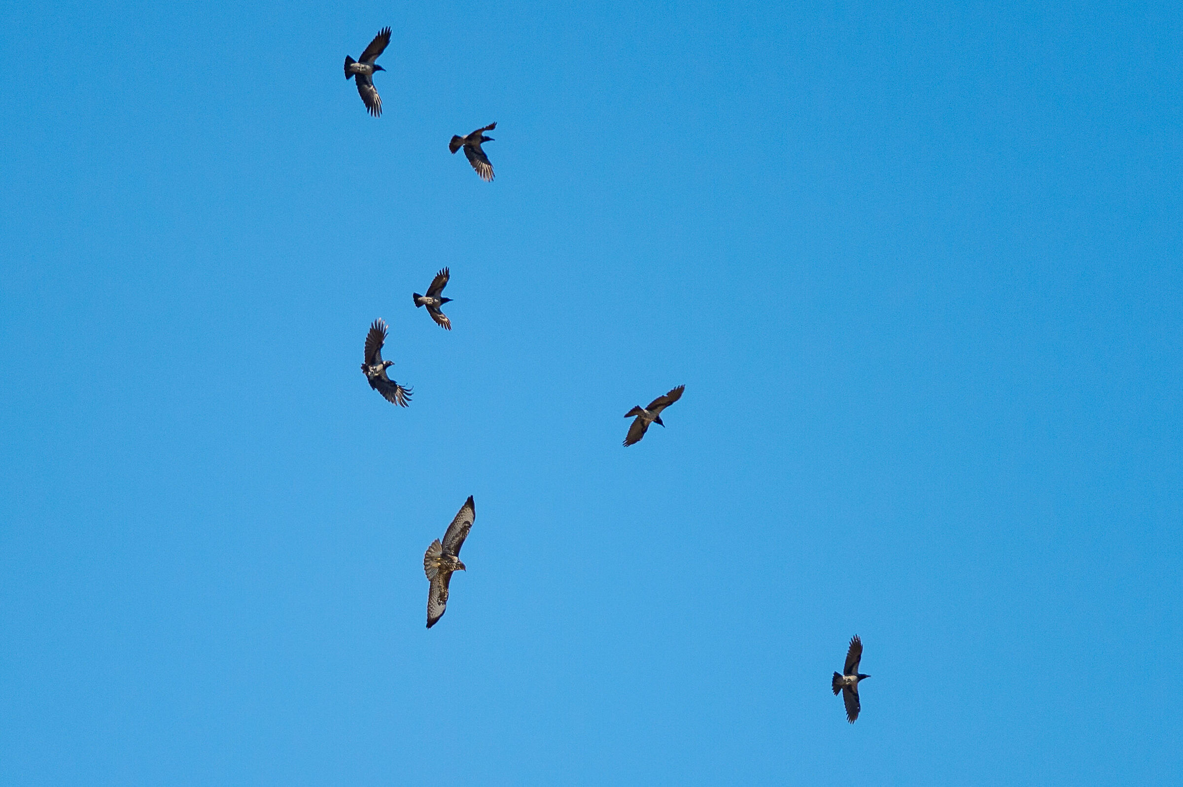 Buzzard
