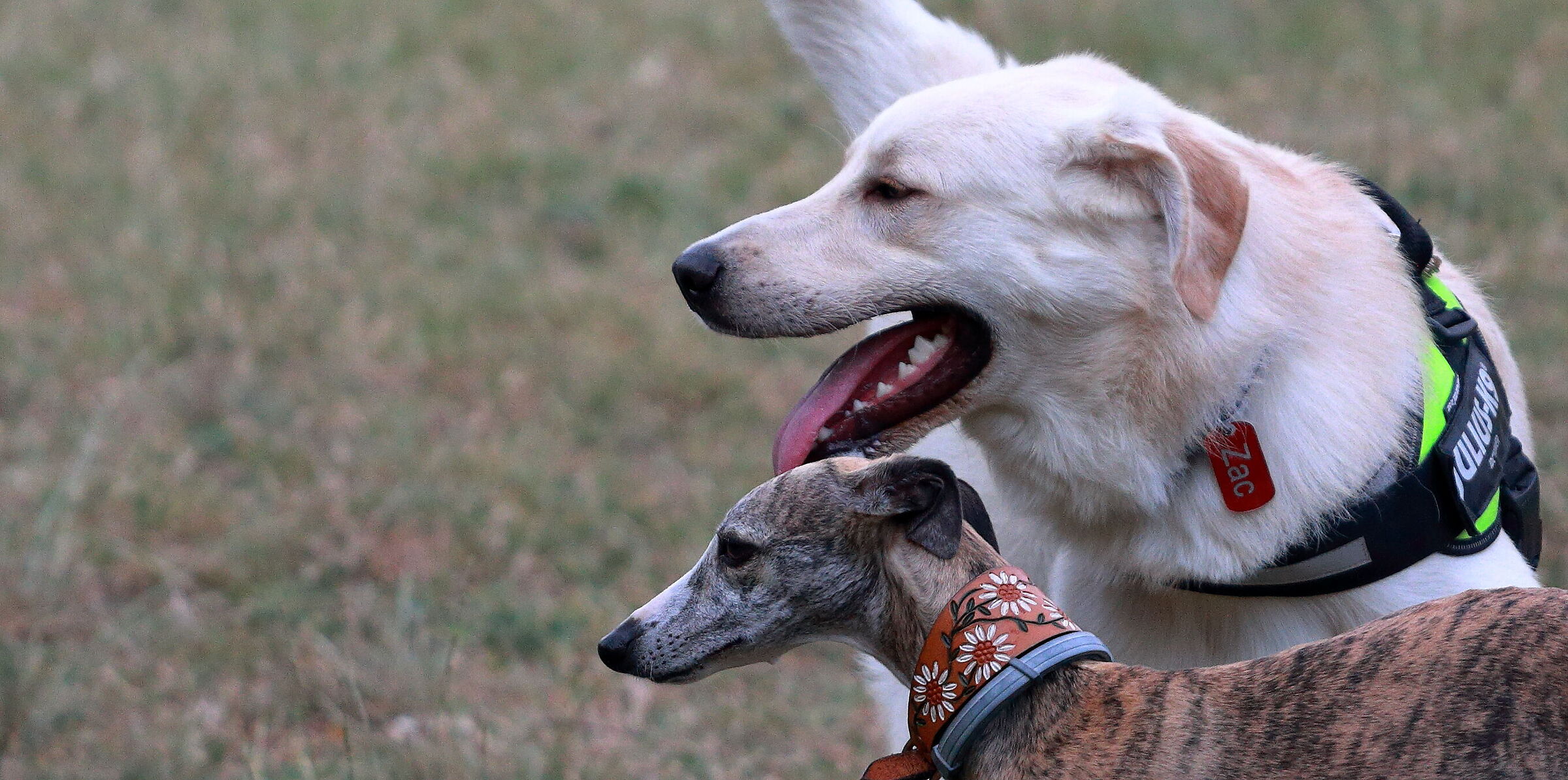 Giornata al Real Bosco di Capodimonte