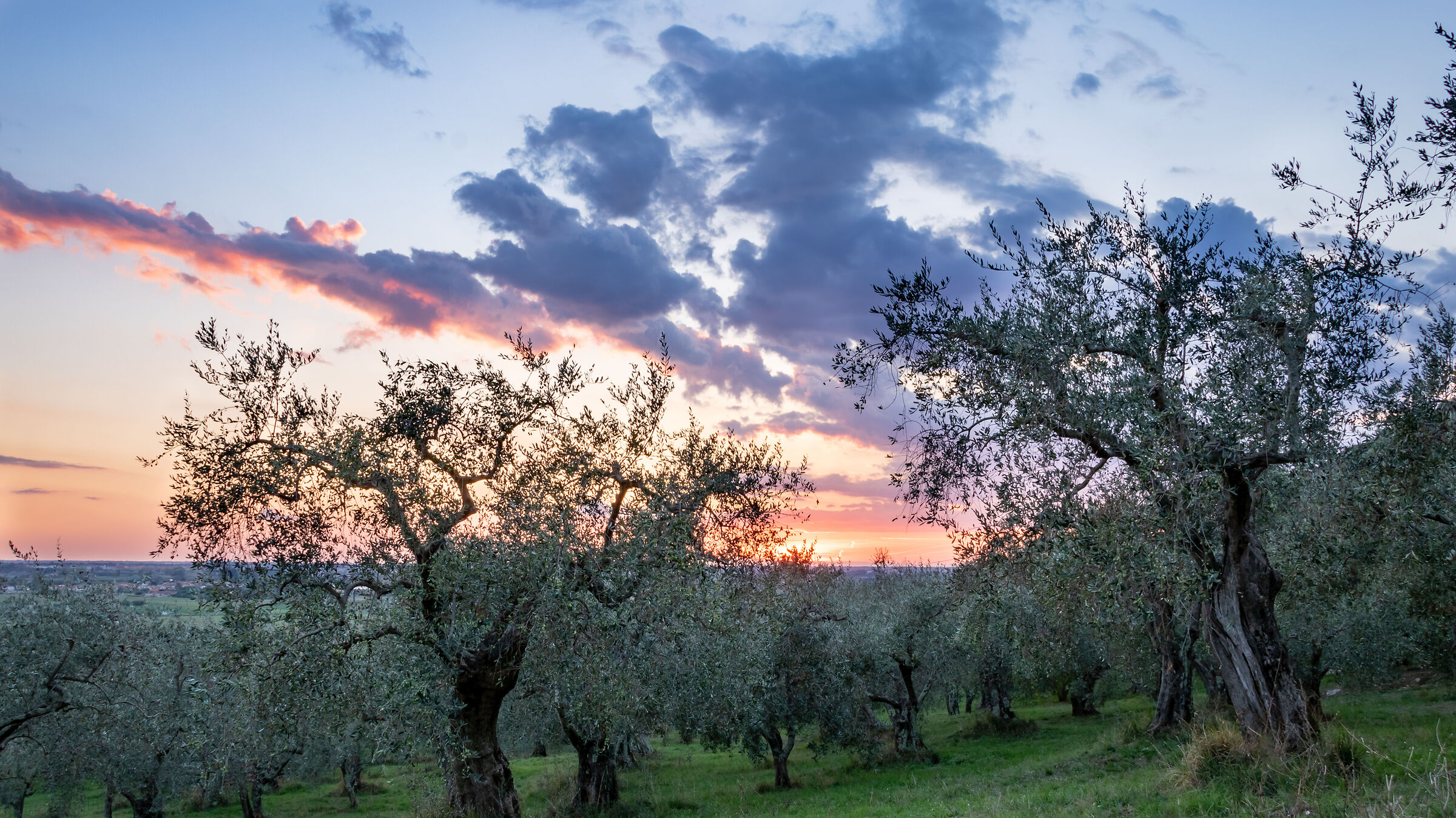 Sunset among the olive trees