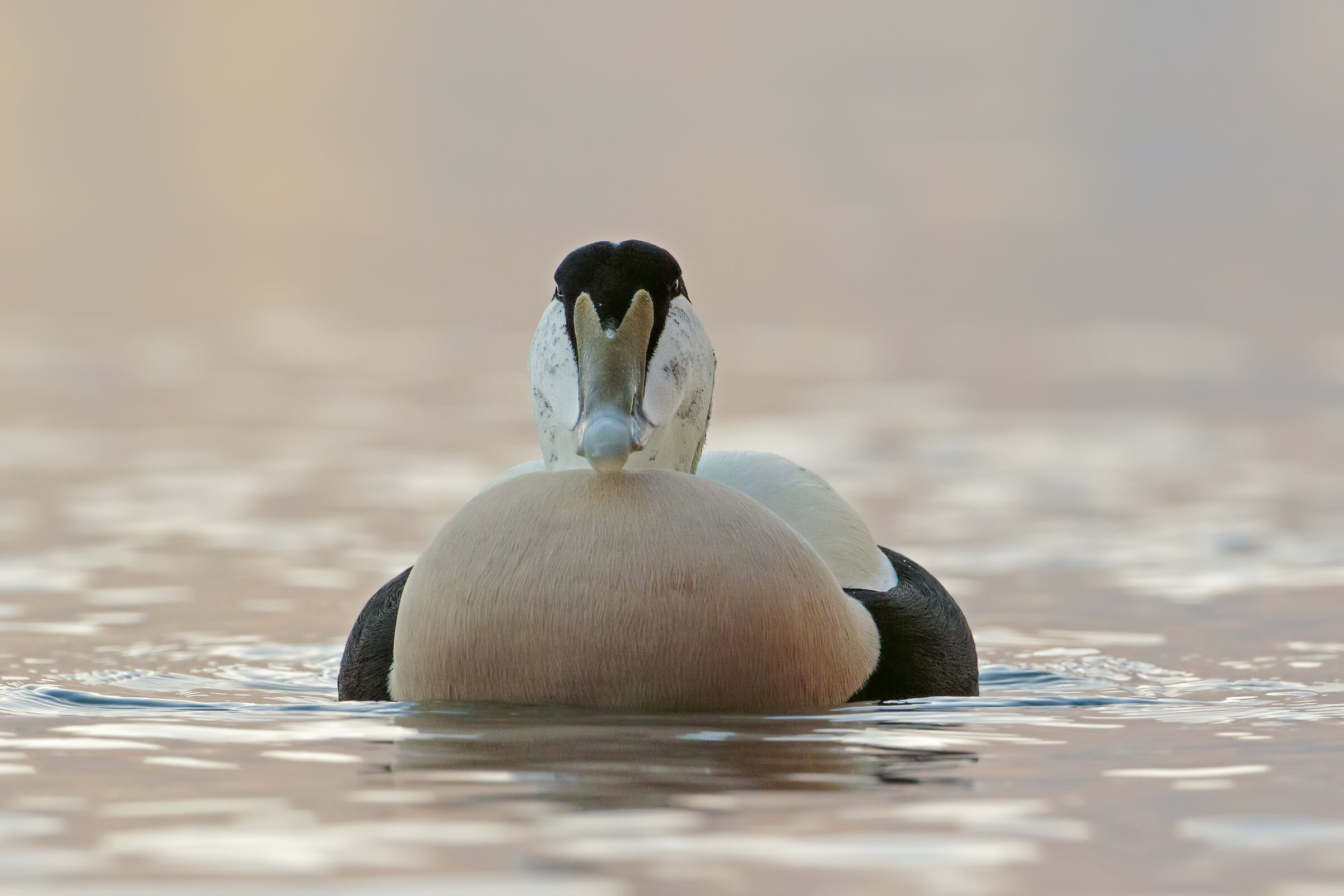 Luce scarsa ...al meglio delle mie capacità