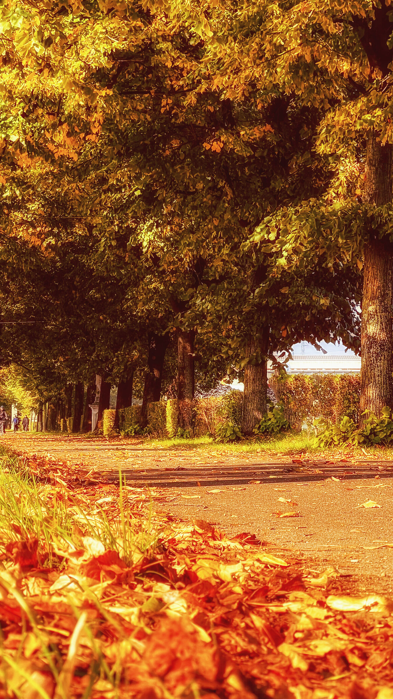 autumn