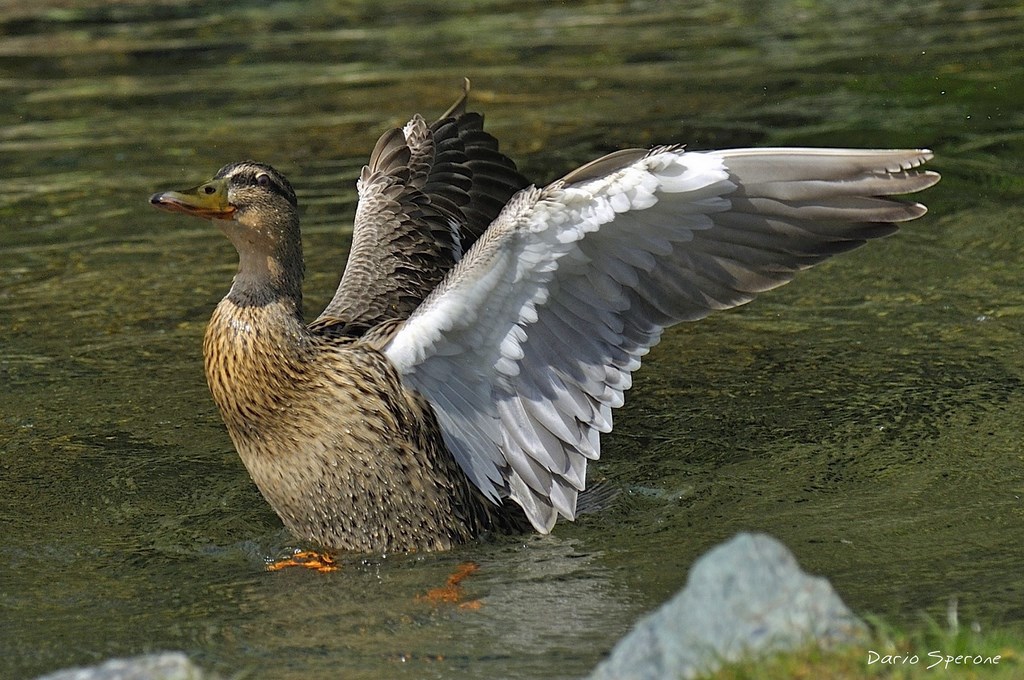 Germano Reale femmina (Anas platyrhynchos)