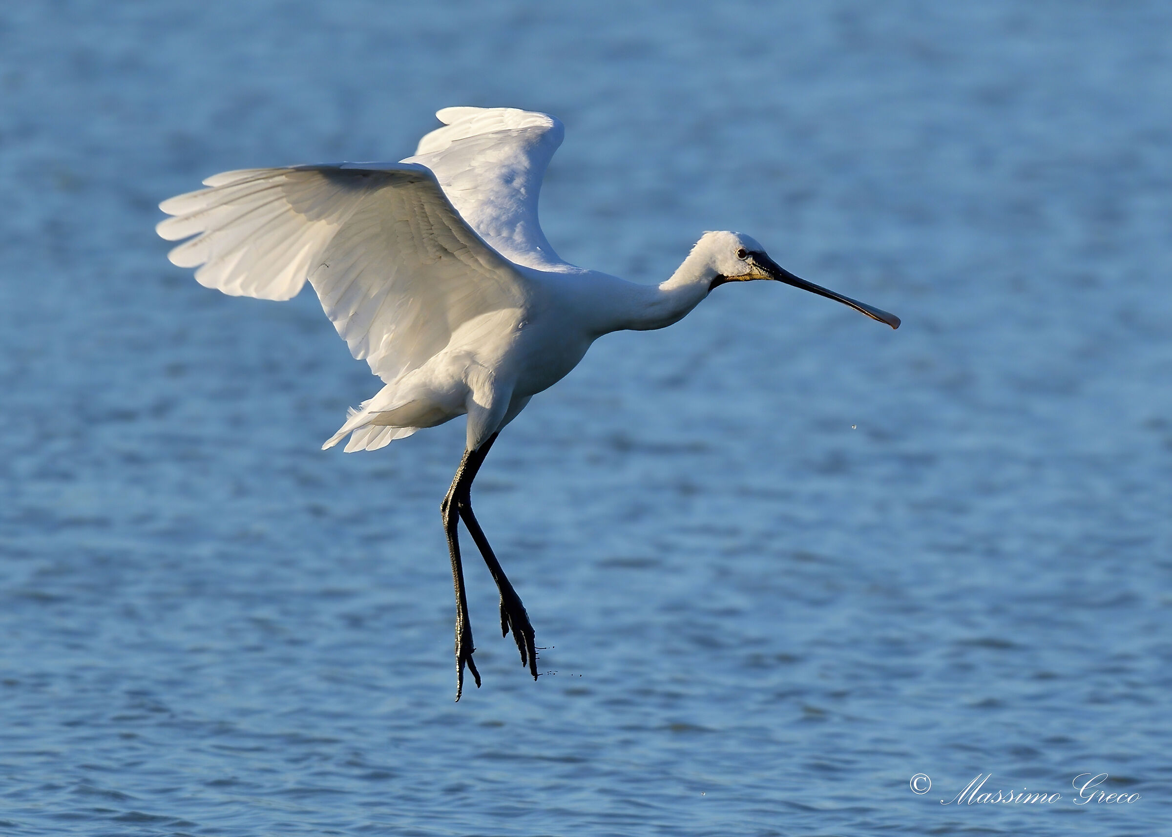 Spatola bianca (Platalea leucorodia)