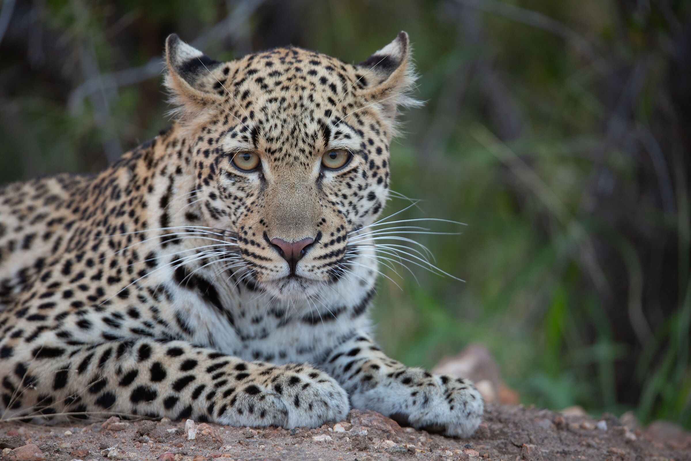 Dritto negli occhi...