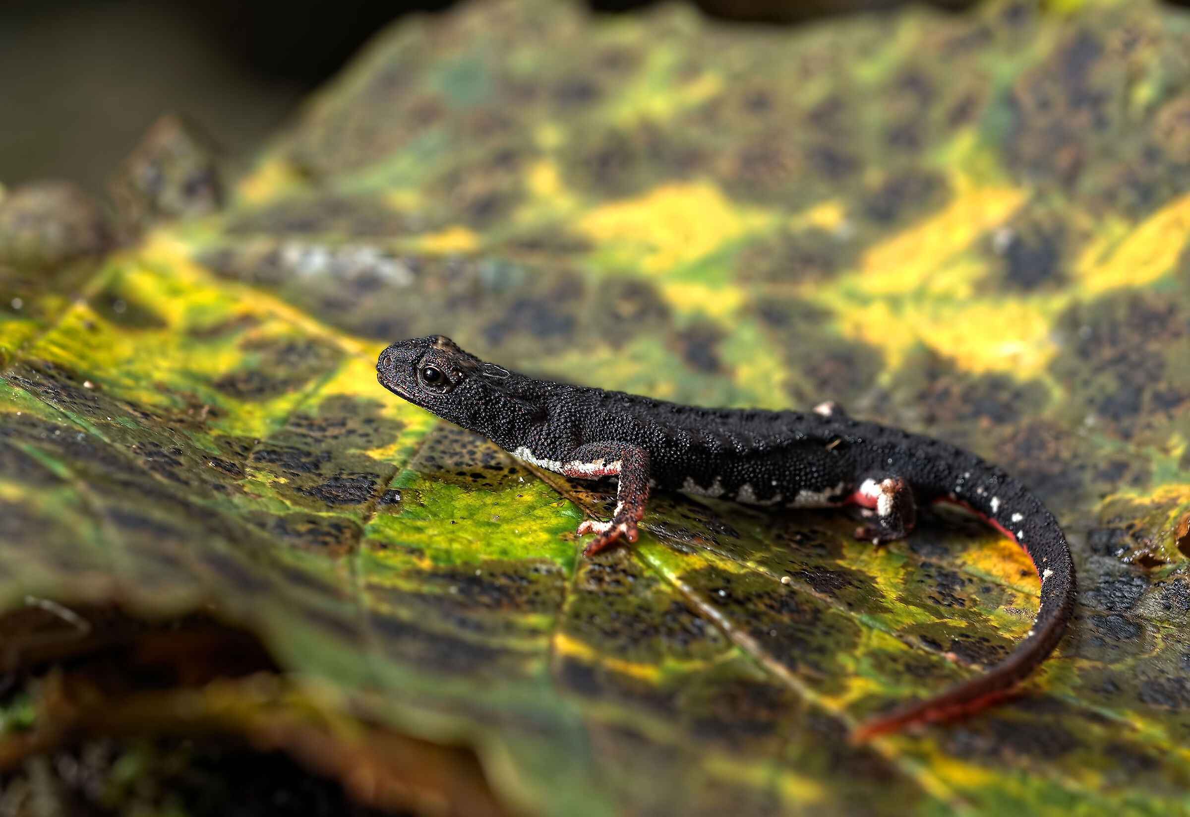 Salamander of Savi