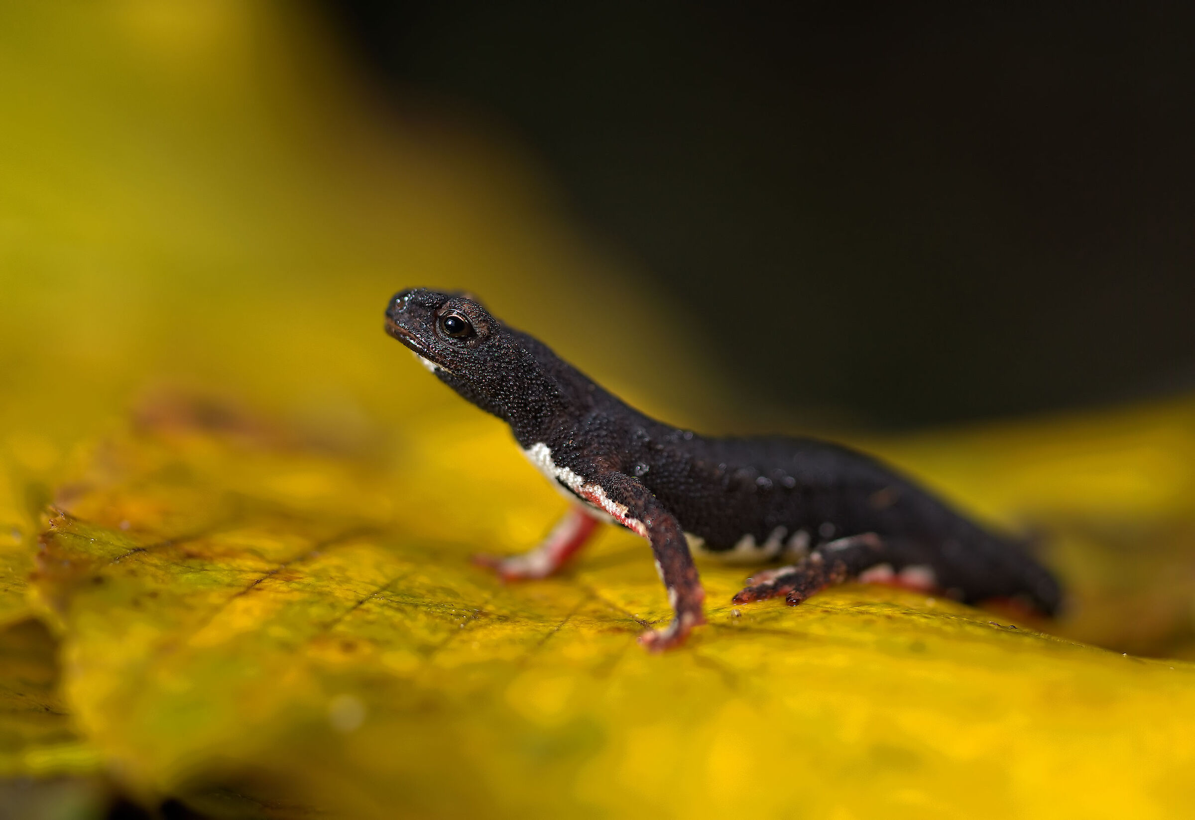 Salamander of Savi