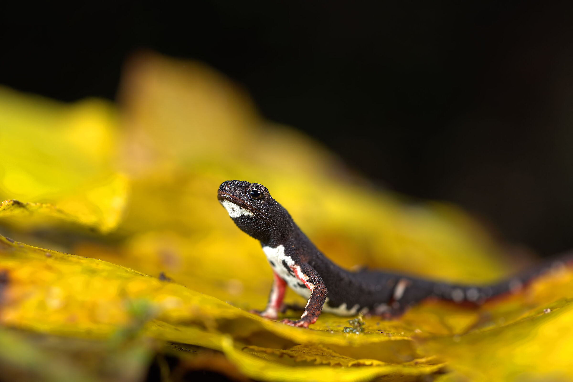Salamander of Savi