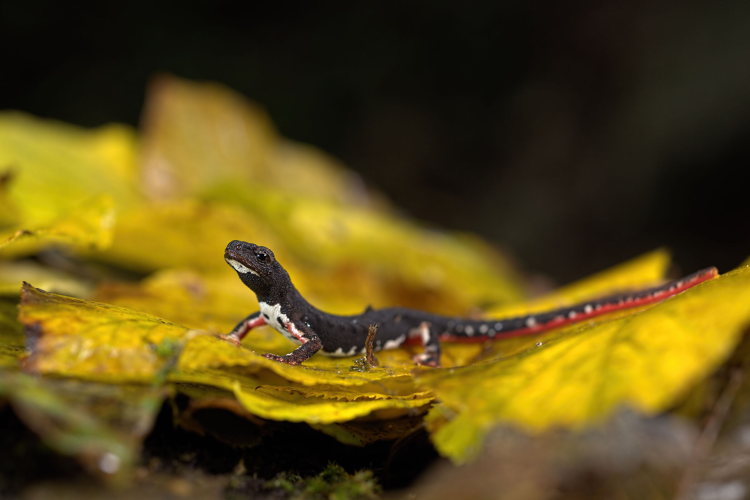 Salamander of Savi