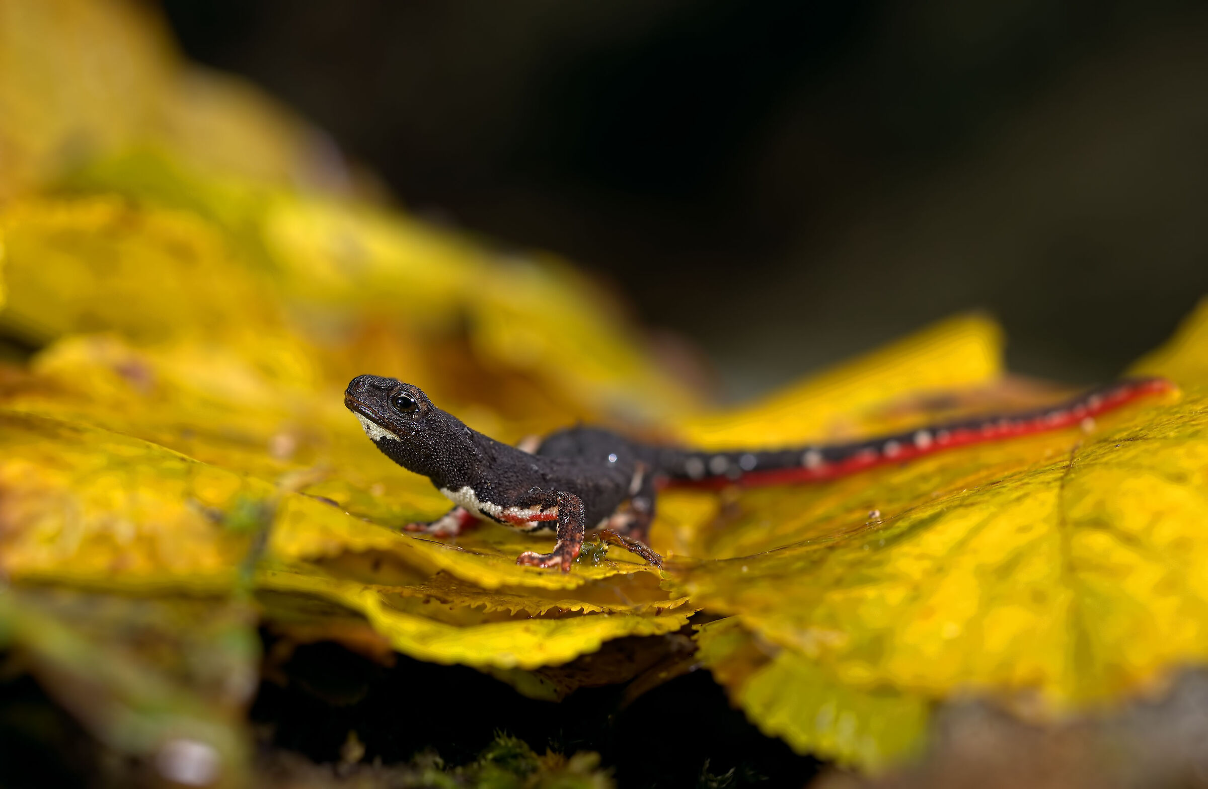 Salamander of Savi