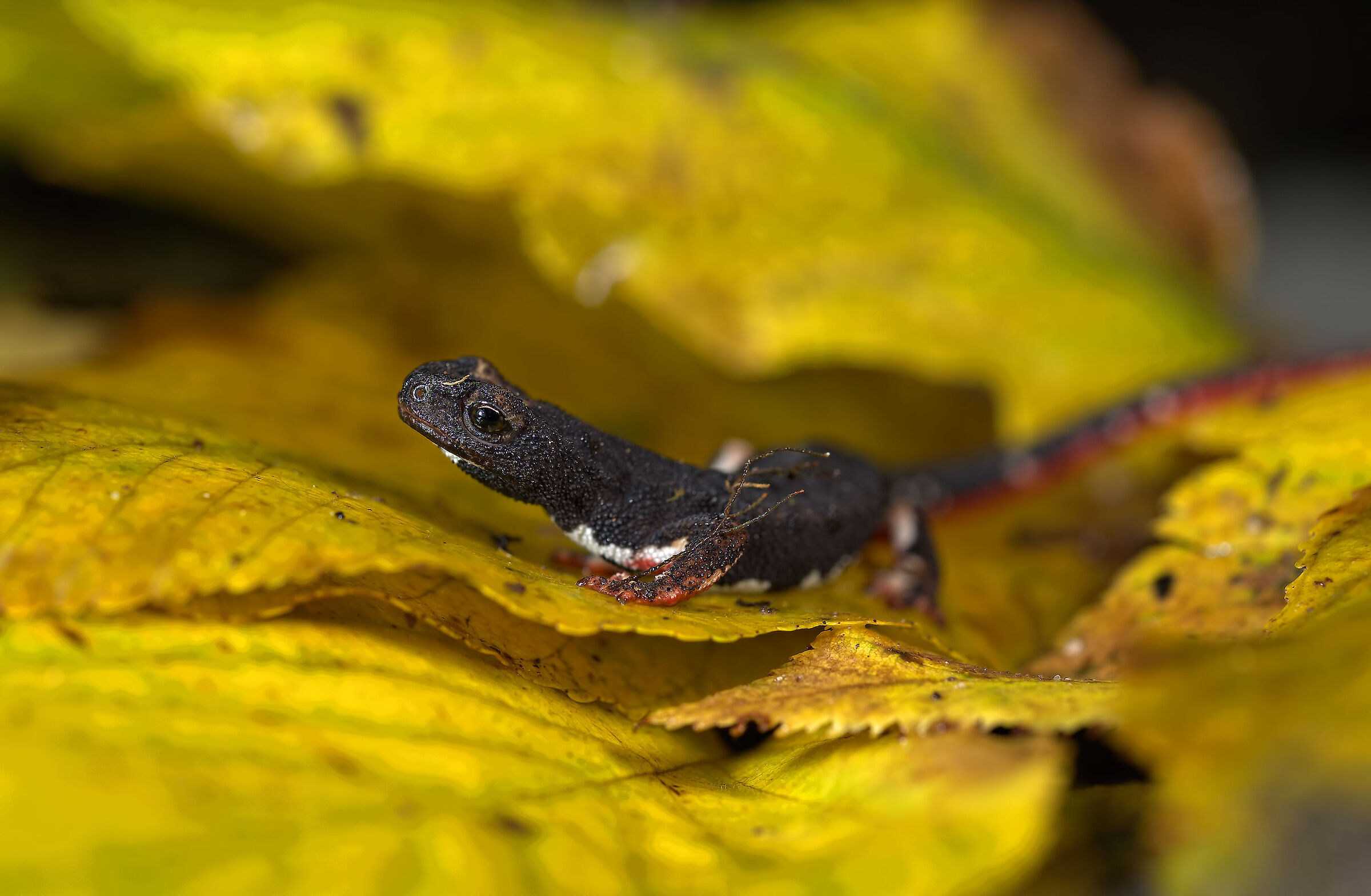 Salamander of Savi
