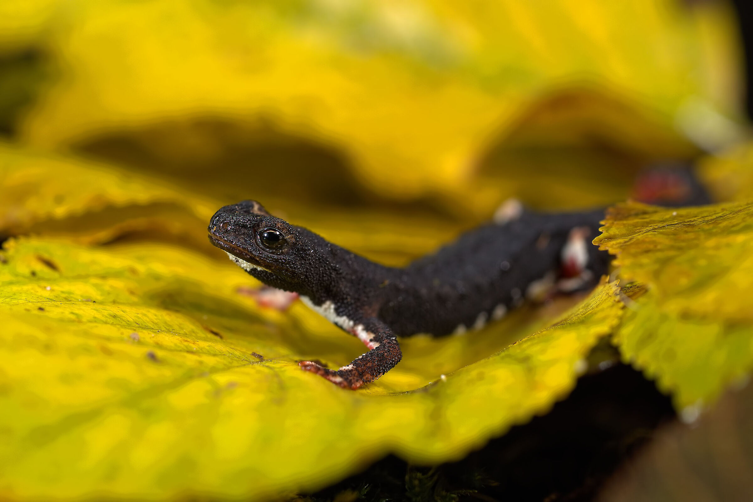 Salamander of Savi