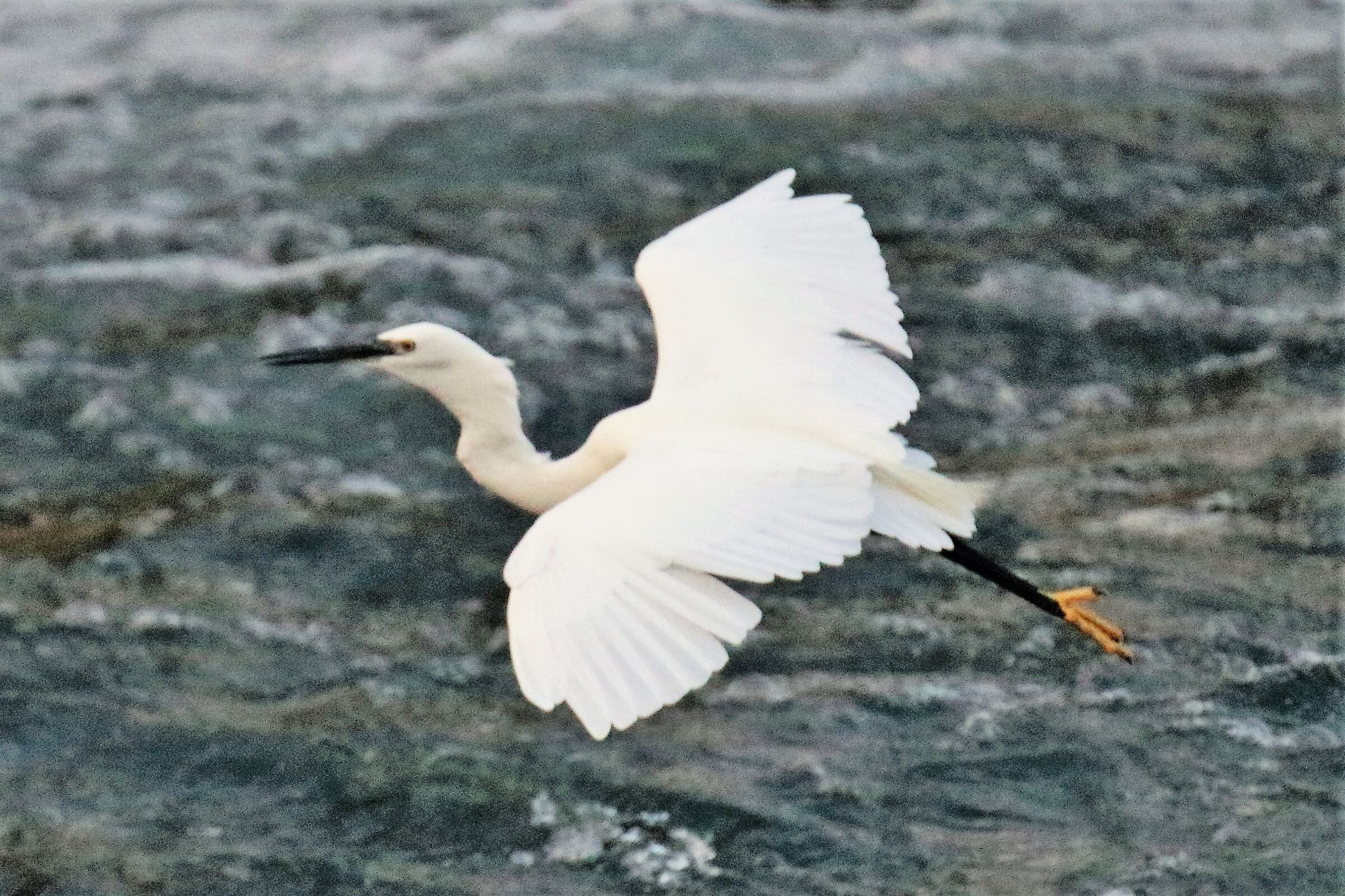 egret