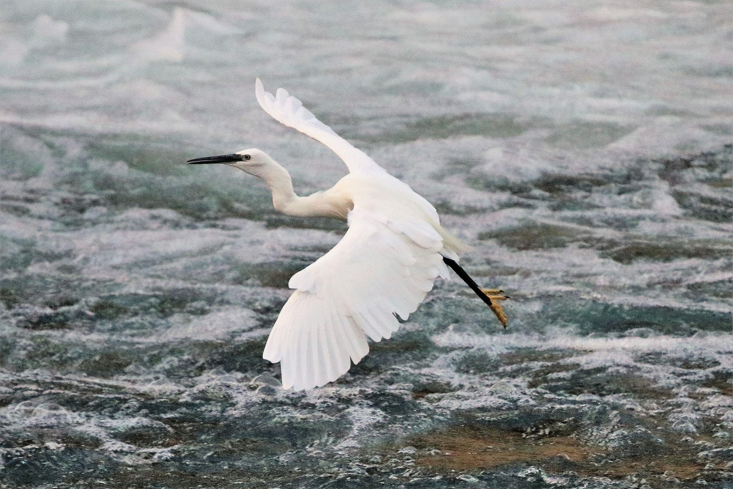 egret