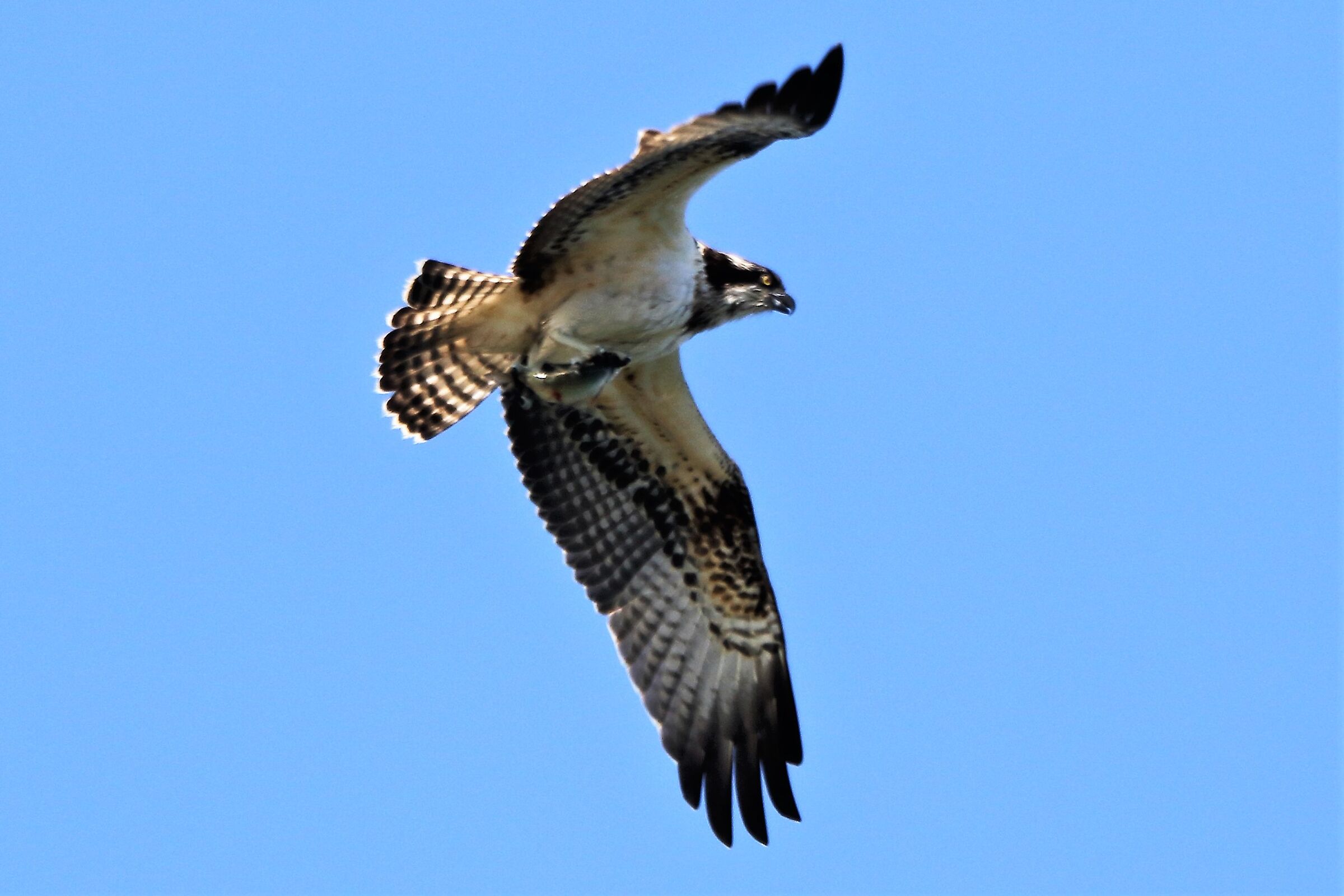 Osprey with prey 153