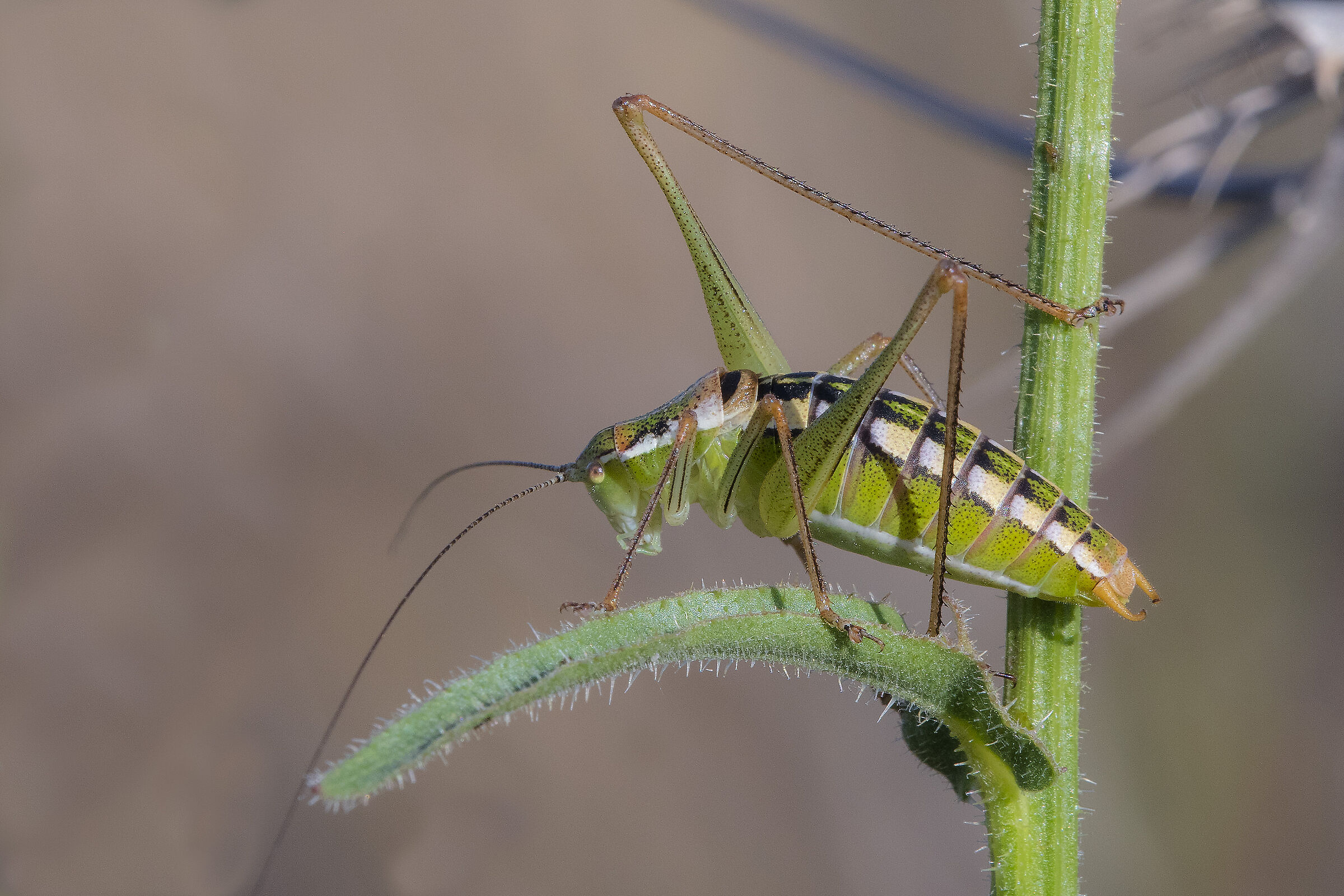 Ephippiger ephippiger