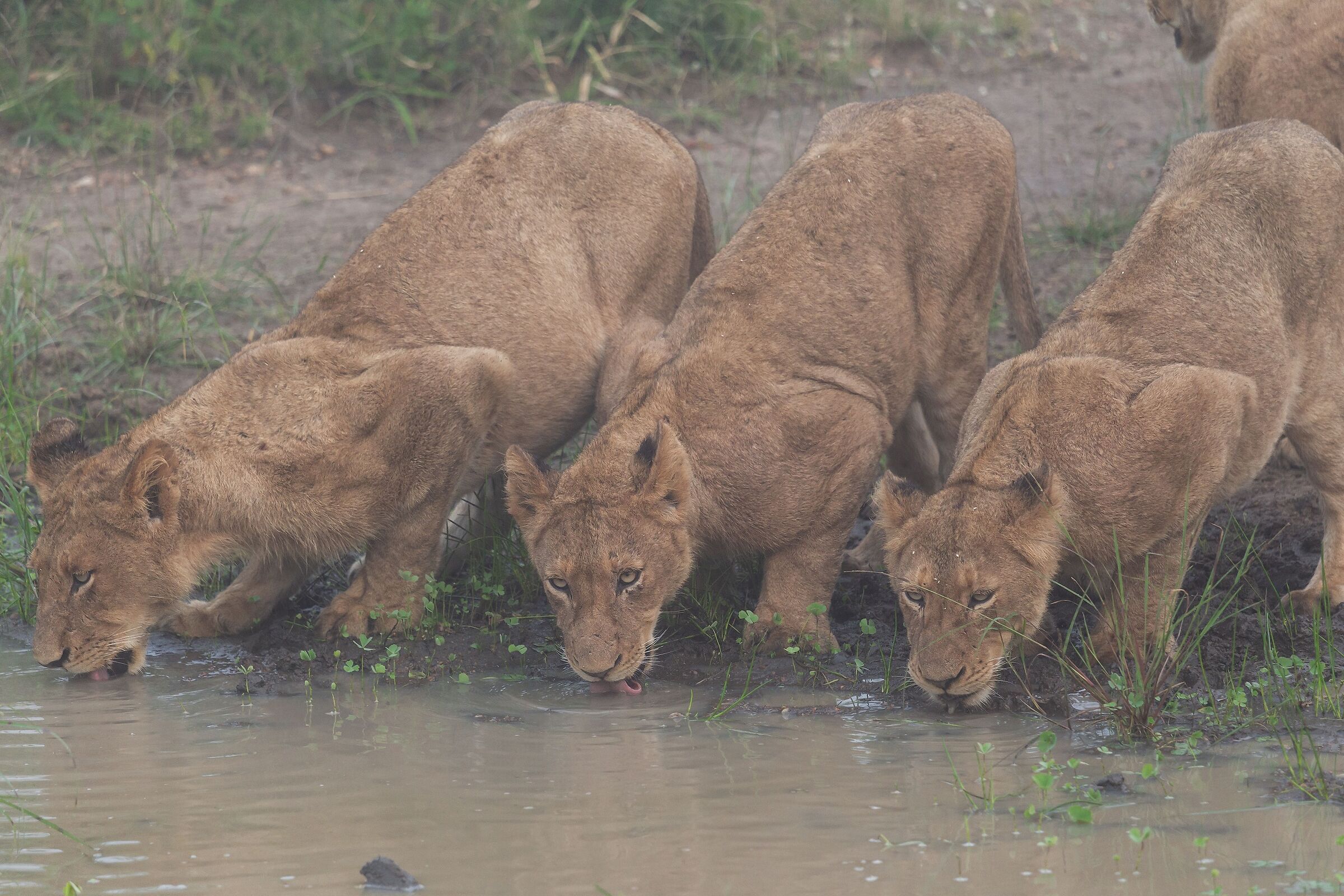 Leoni nella nebbia...6