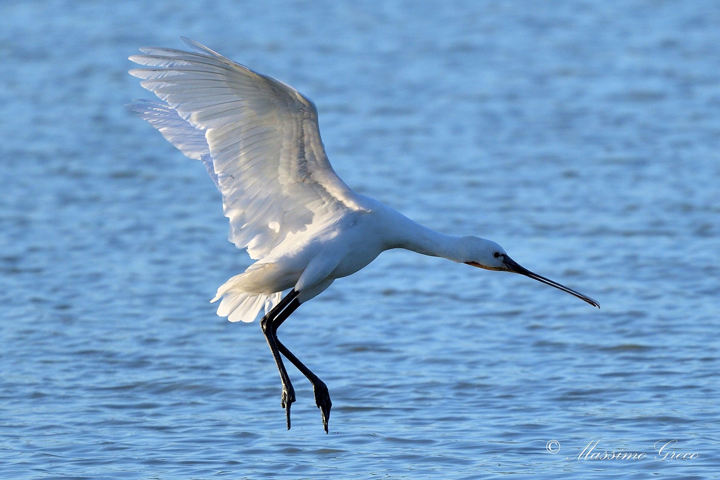 Spatola bianca (Platalea leucorodia)