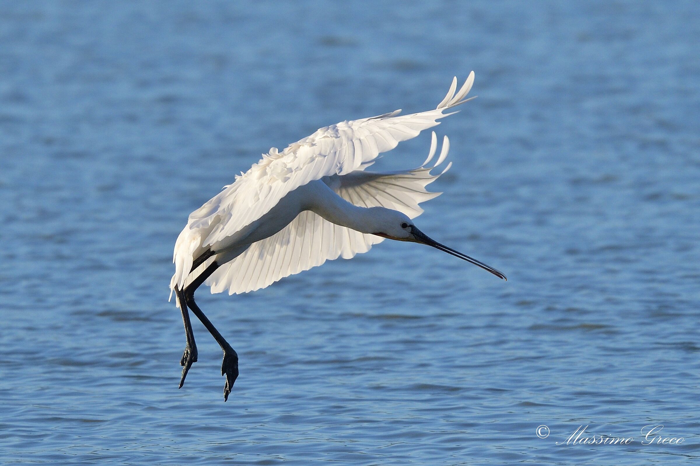Spatola bianca (Platalea leucorodia)