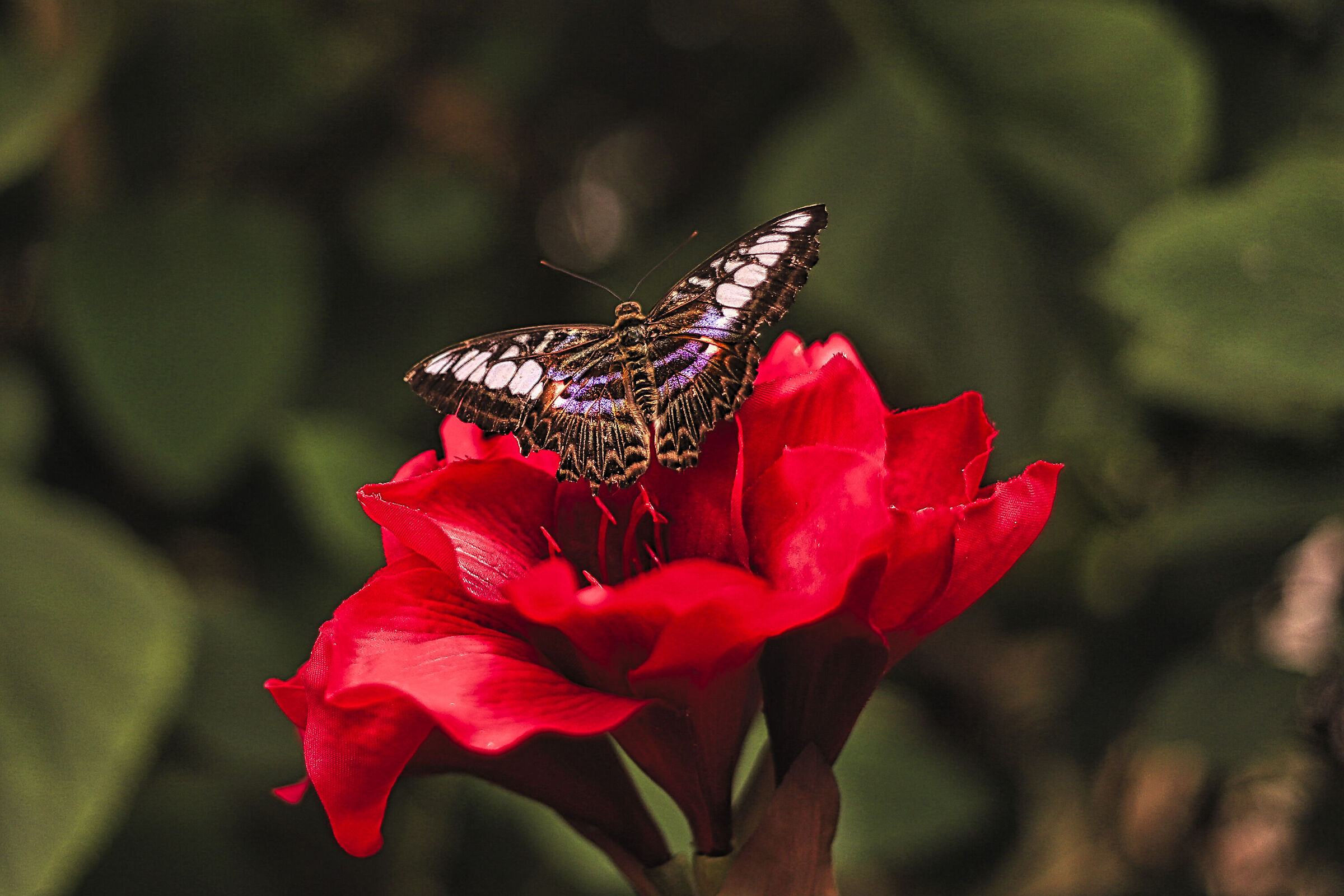 insegnami il segreto del rosso