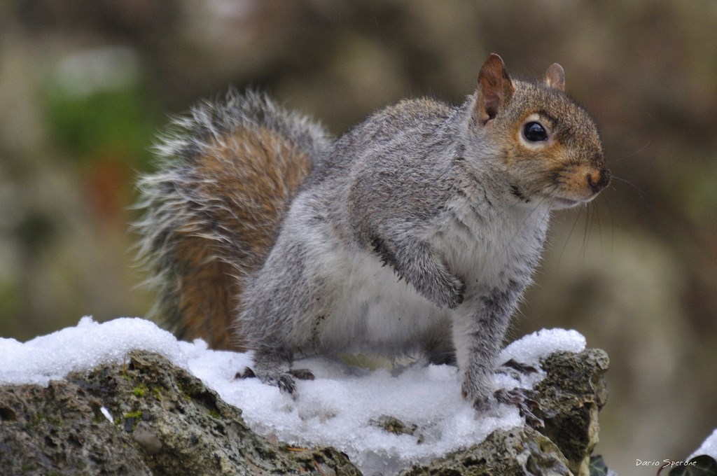 Scoiattolo grigio nordamericano (Sciurus carolinensis)