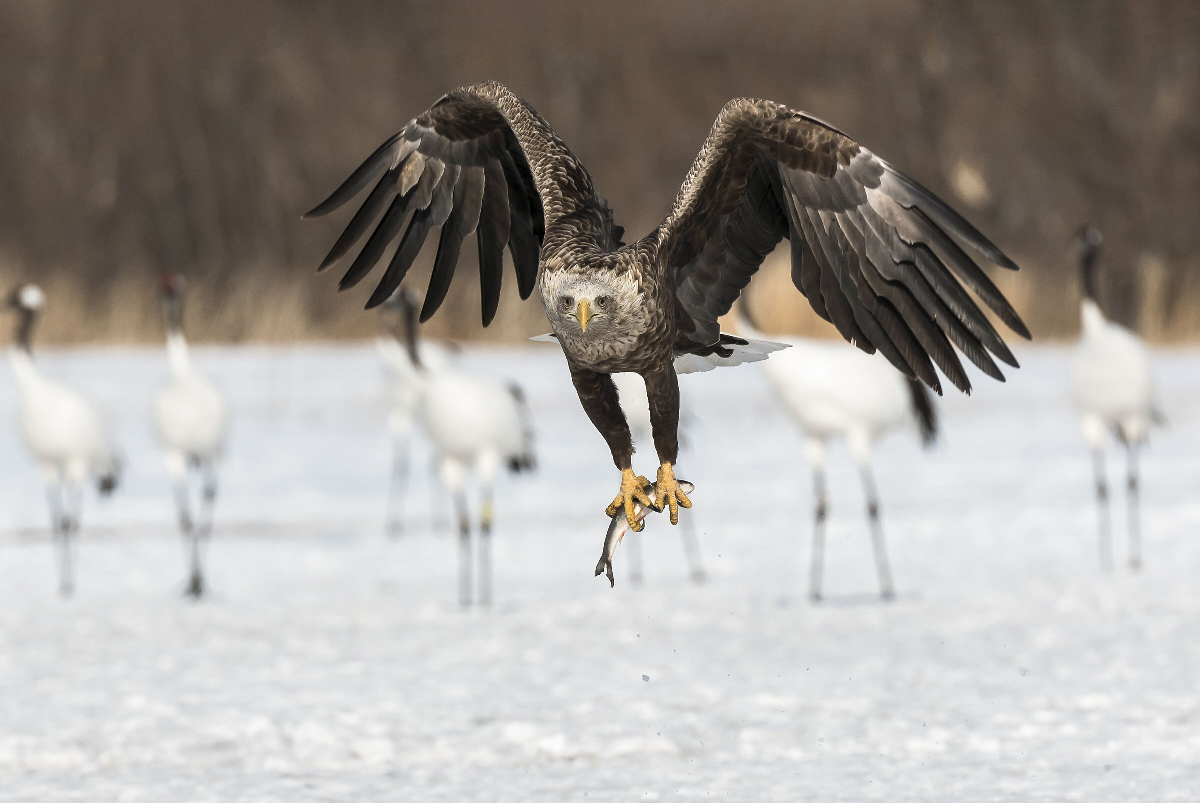 E le gru rimasero a guardare