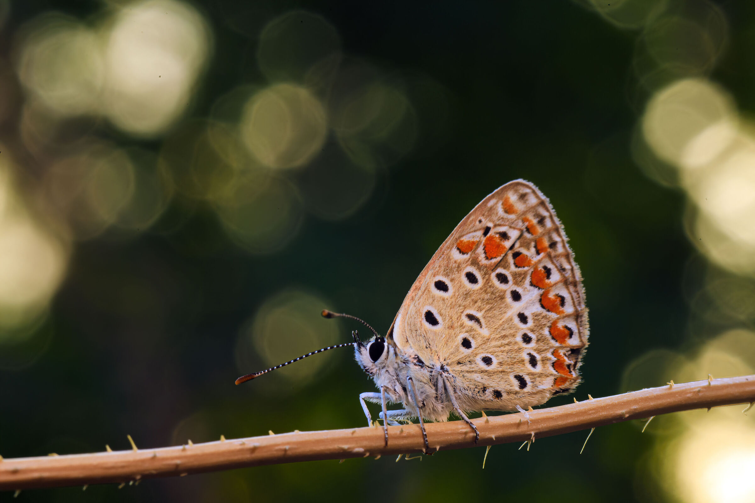 Test Meyer Optik Trioplan 100 mm f 2.8