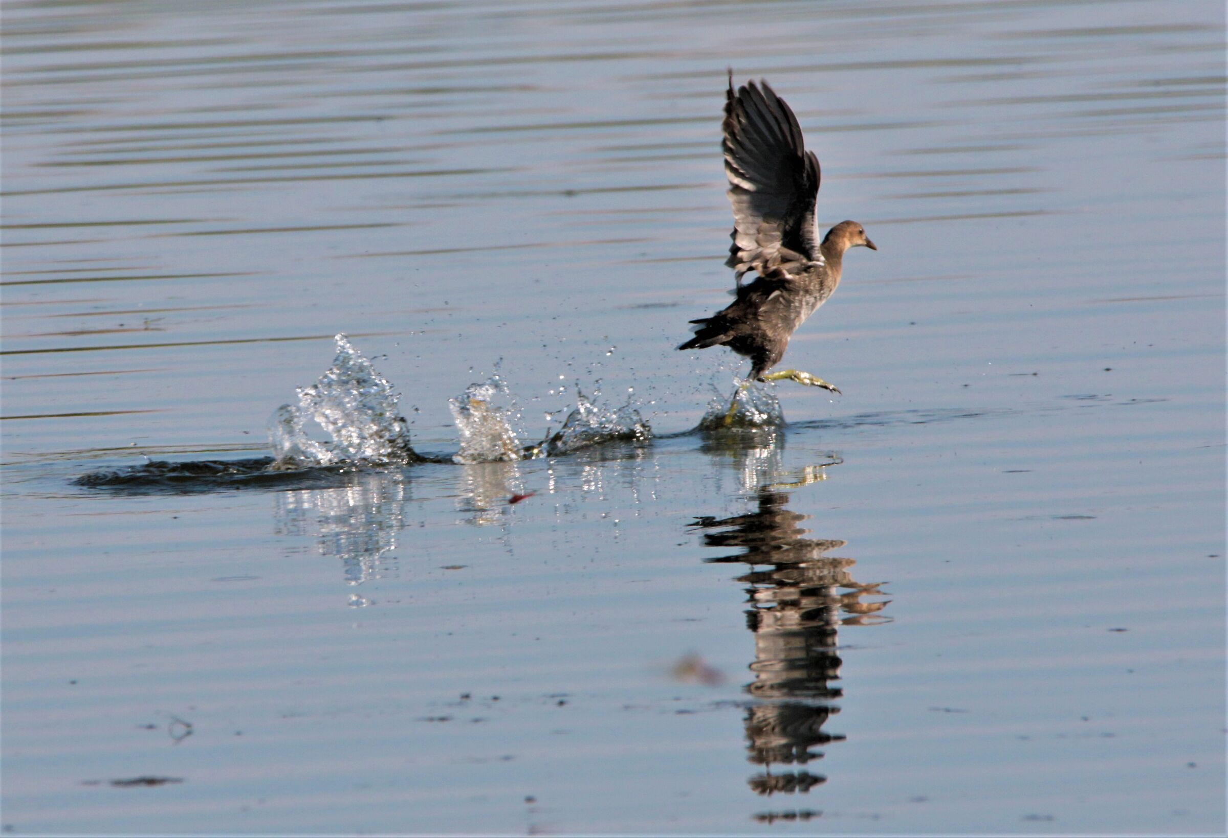 femmina gallinella a gambe elevate