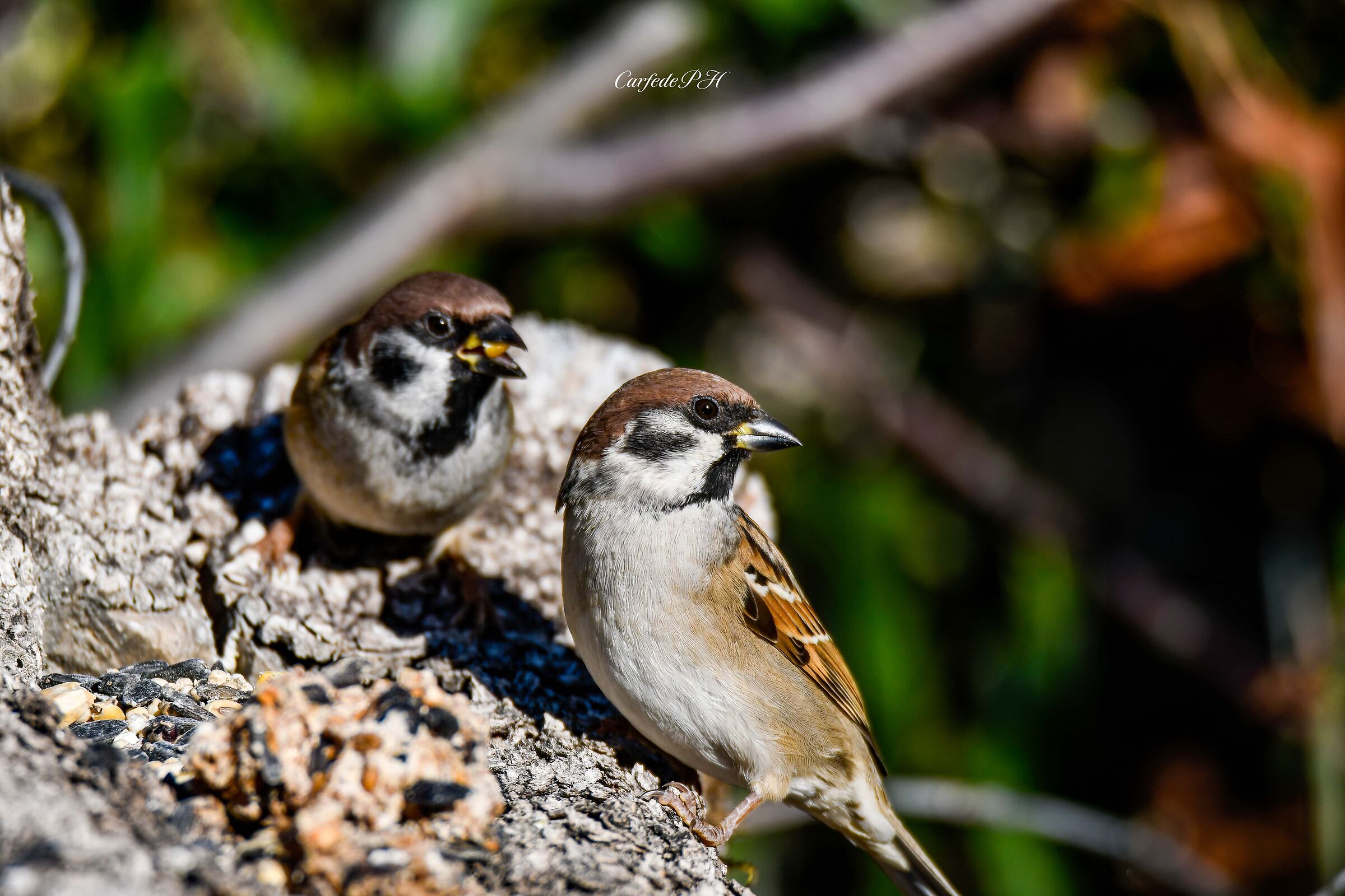 SPARROWS