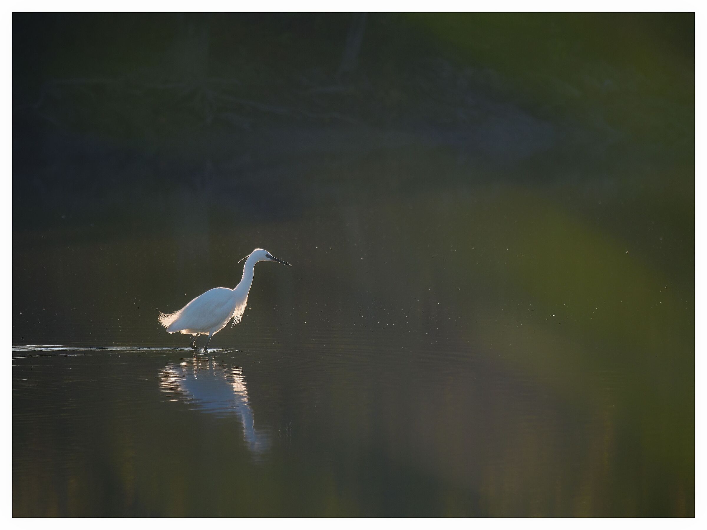 Risveglio in cerca di pesci