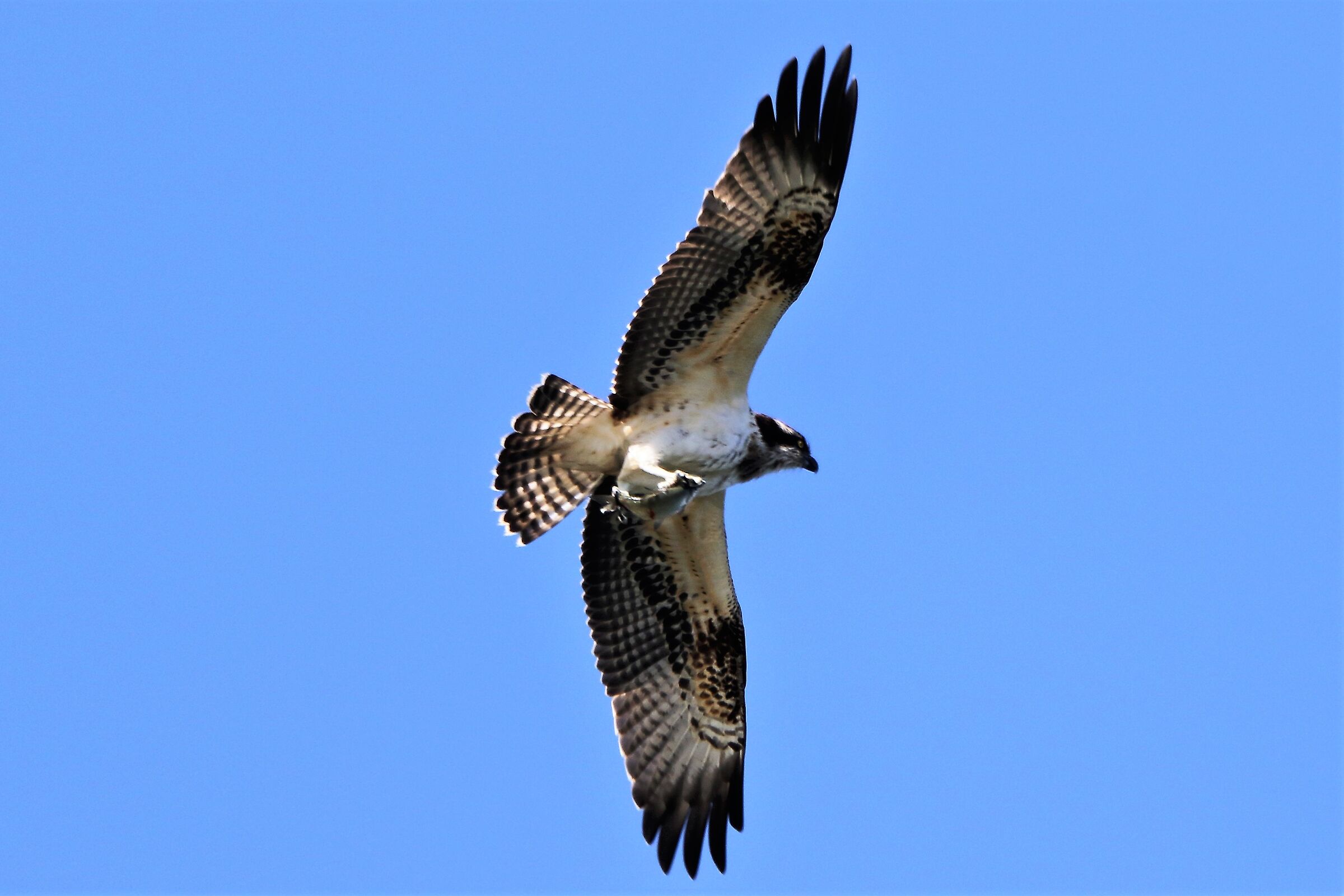 Osprey with prey 156