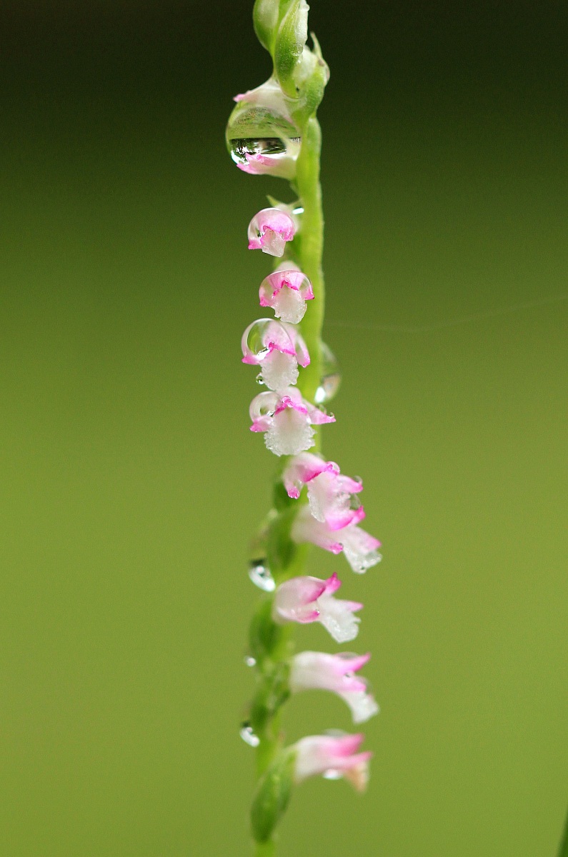 Southern signore Tresses