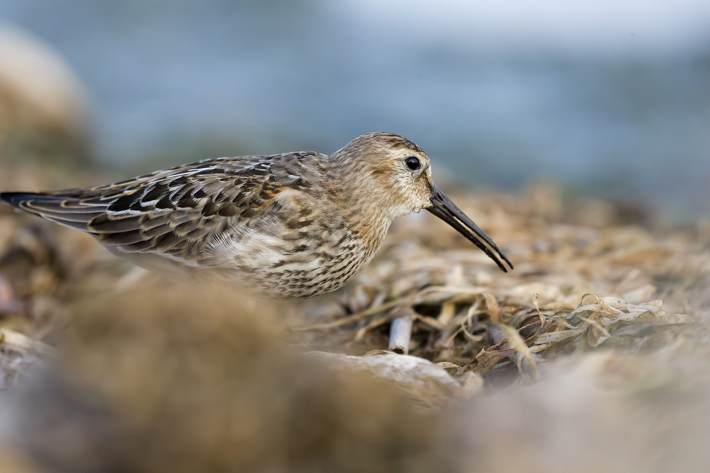 Dunlin
