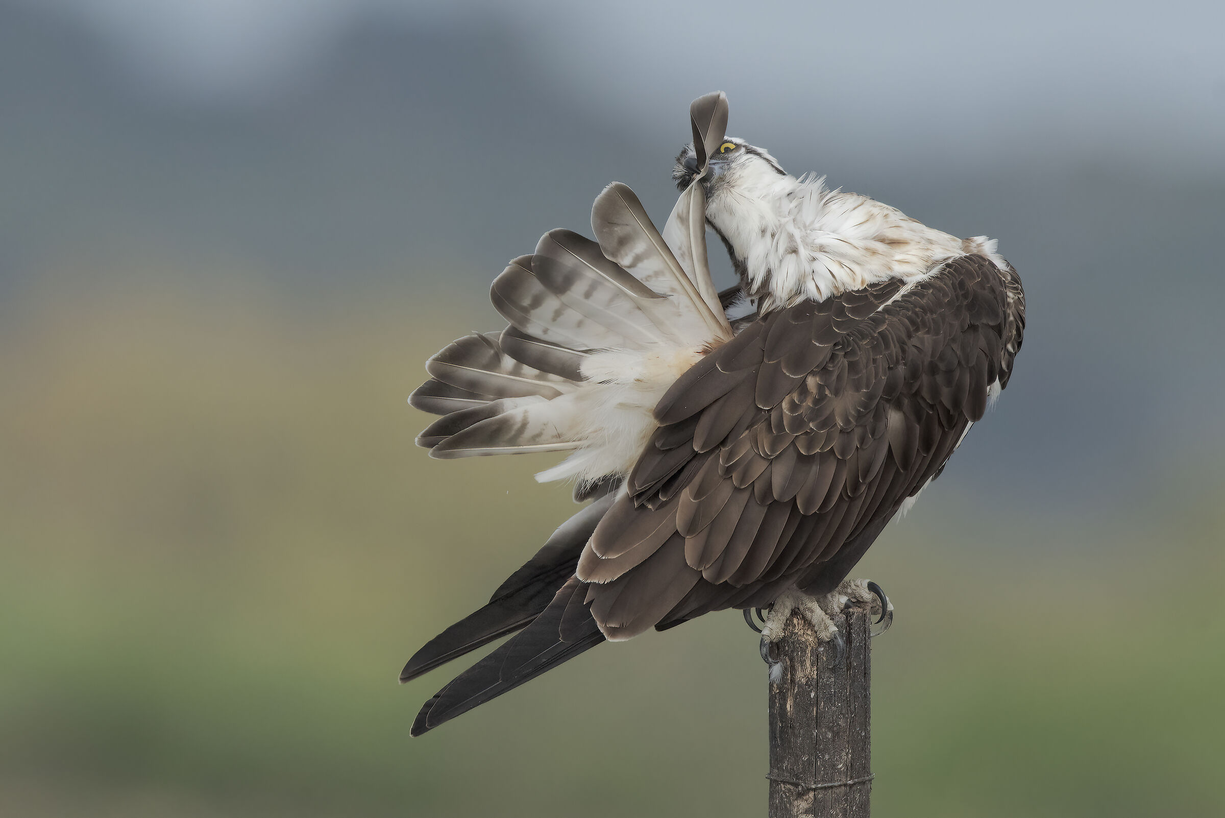osprey in cleaning