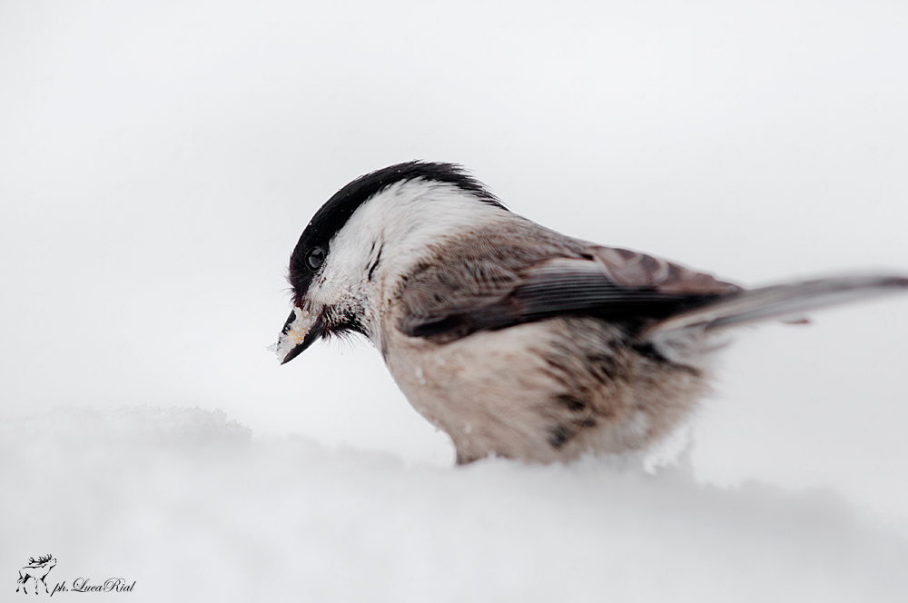 Cincia bigia - Marsh tit