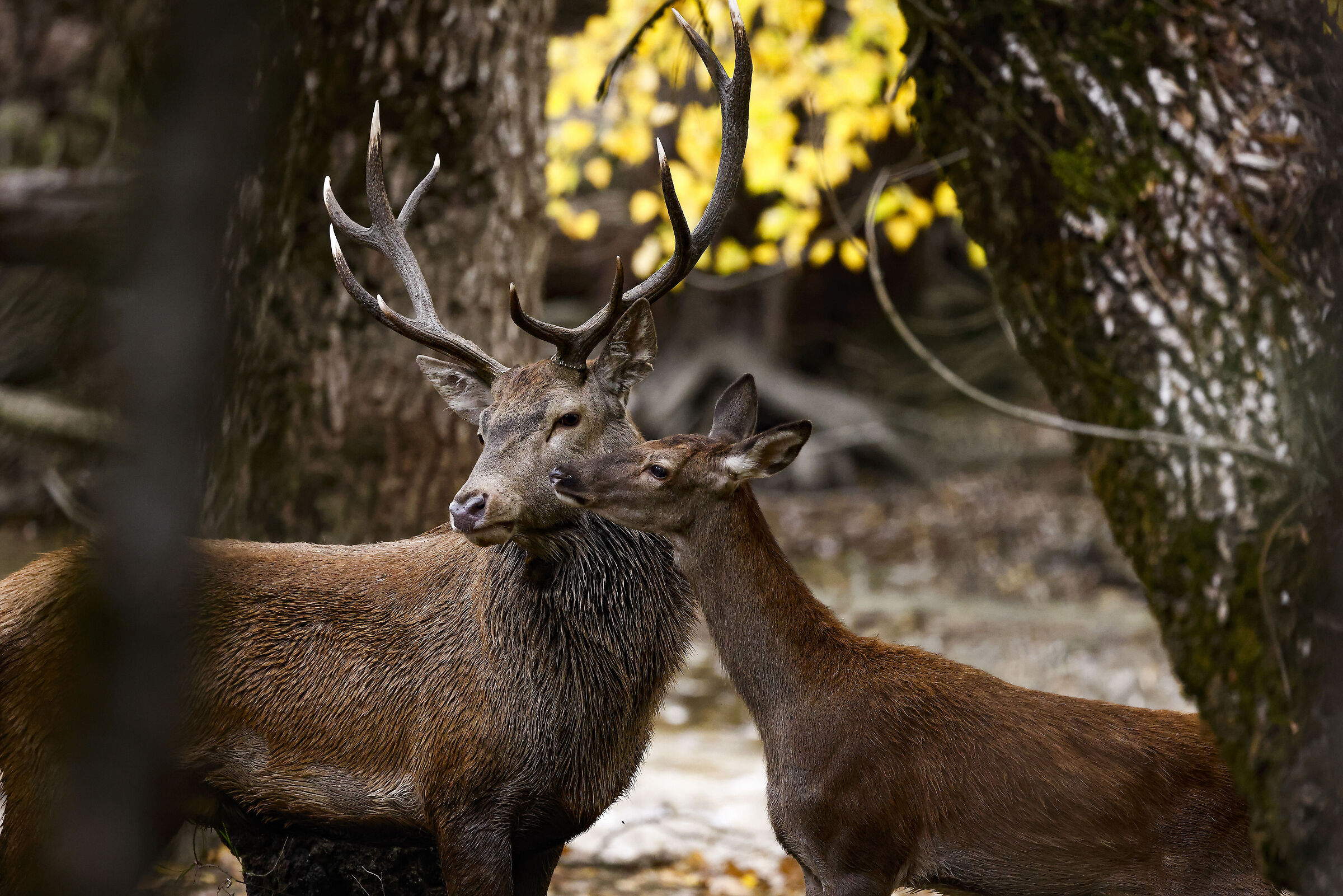 Il re del bosco e....