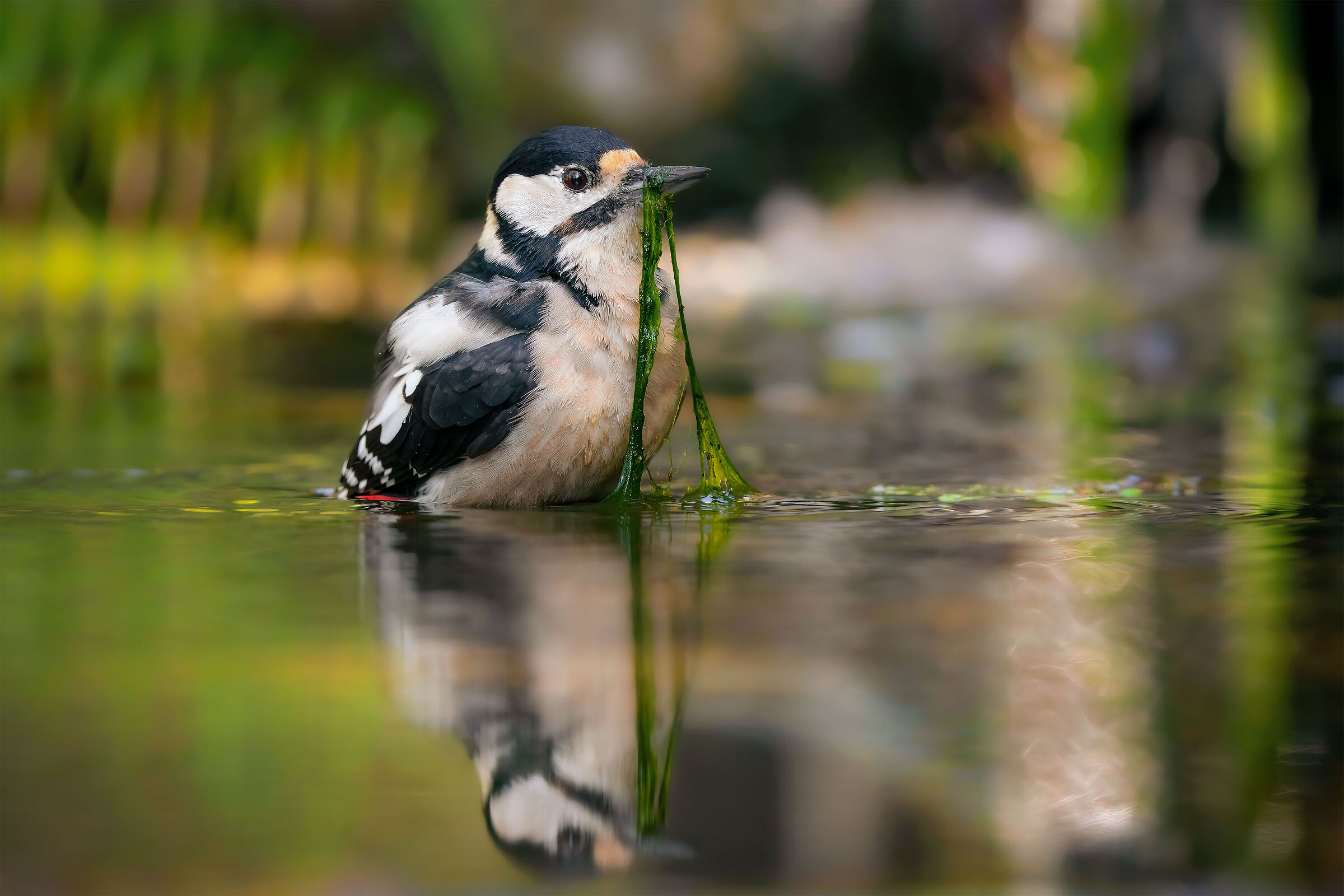 picchio rosso maggiore