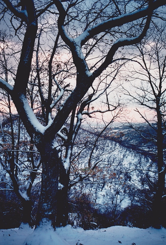 All'imbrunire nel bosco - Inverno 1991