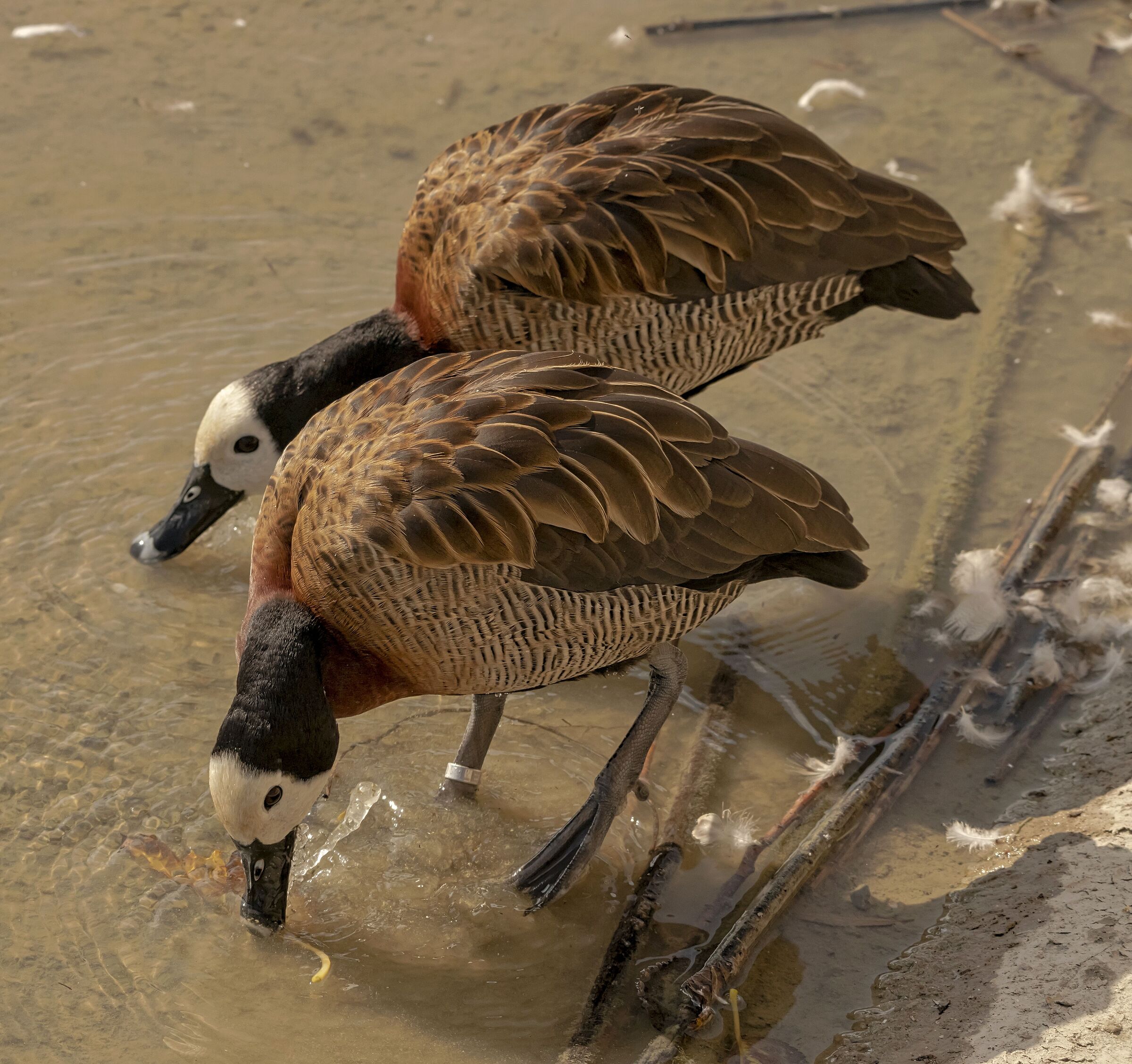 2 Anatre Arobea faccia bianca 14/10/2021