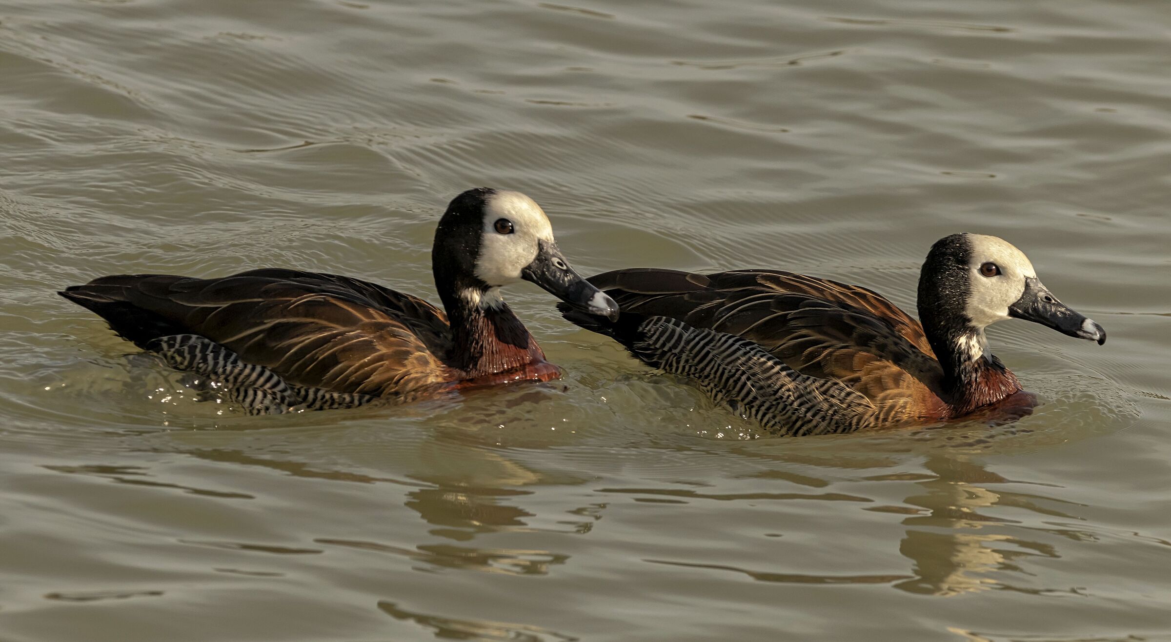 2 Anatre Arobea faccia bianca 14/10/2021