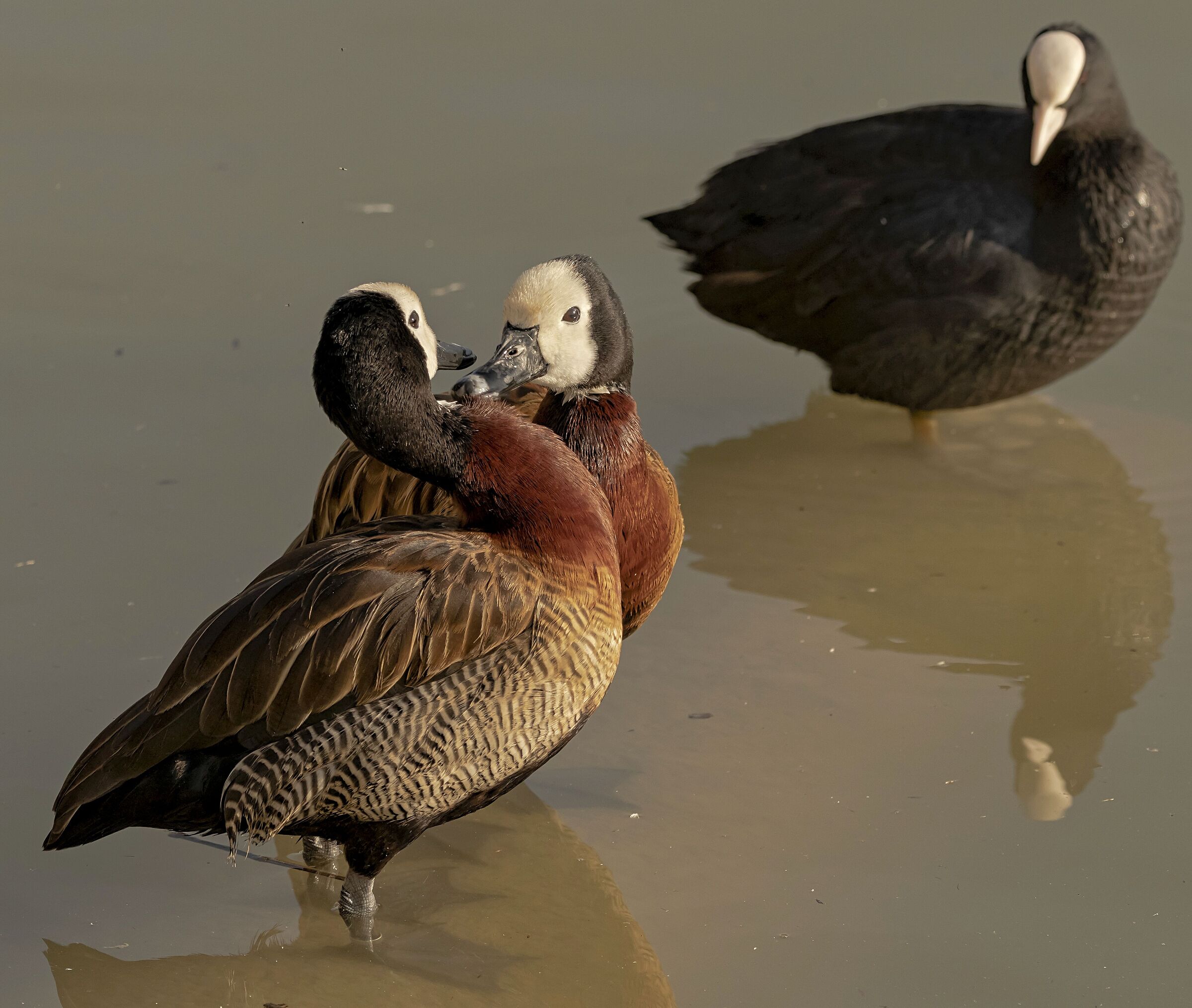 2 Ducks Arobea white face in love 14/10/2021