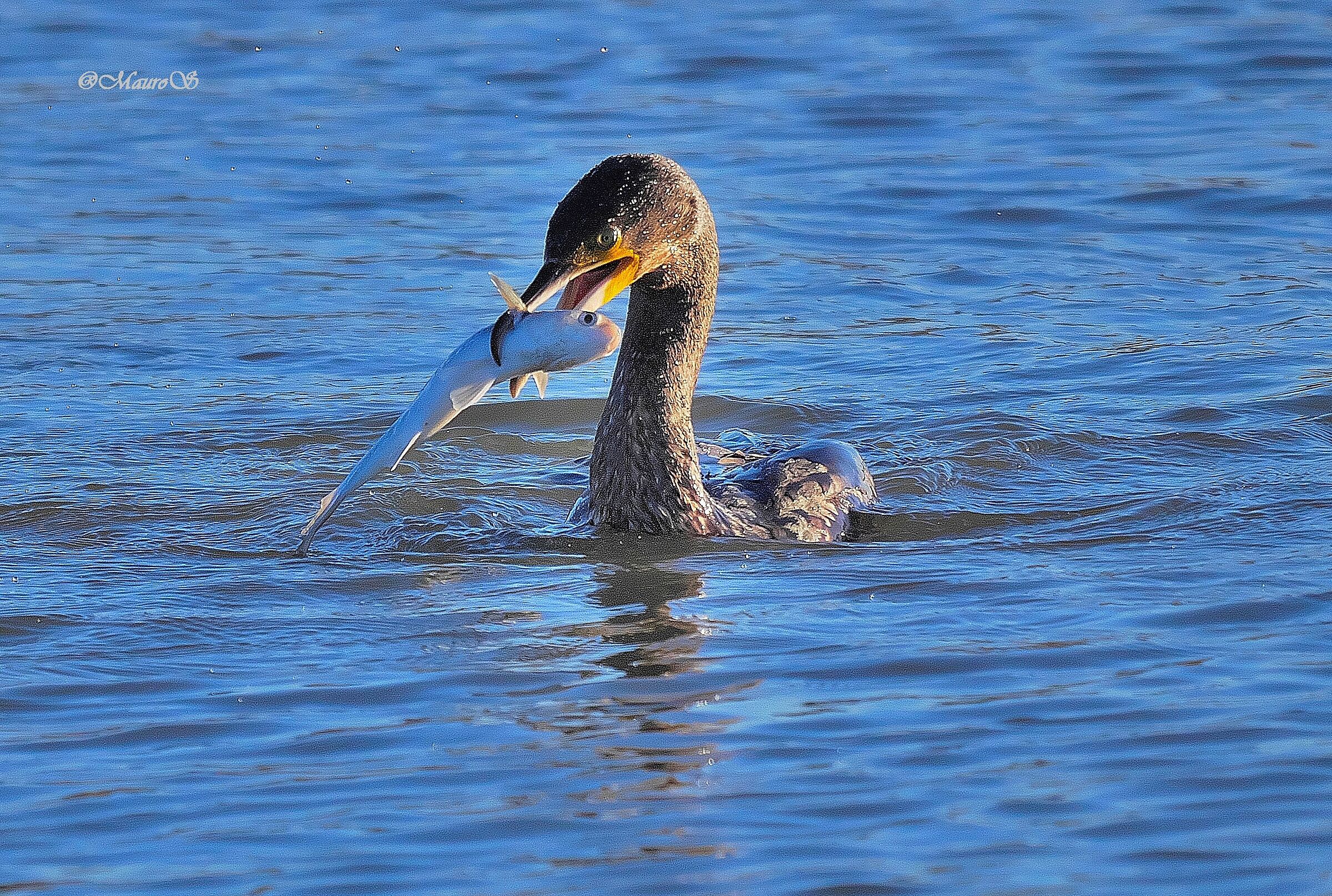 Cormorano con pesce