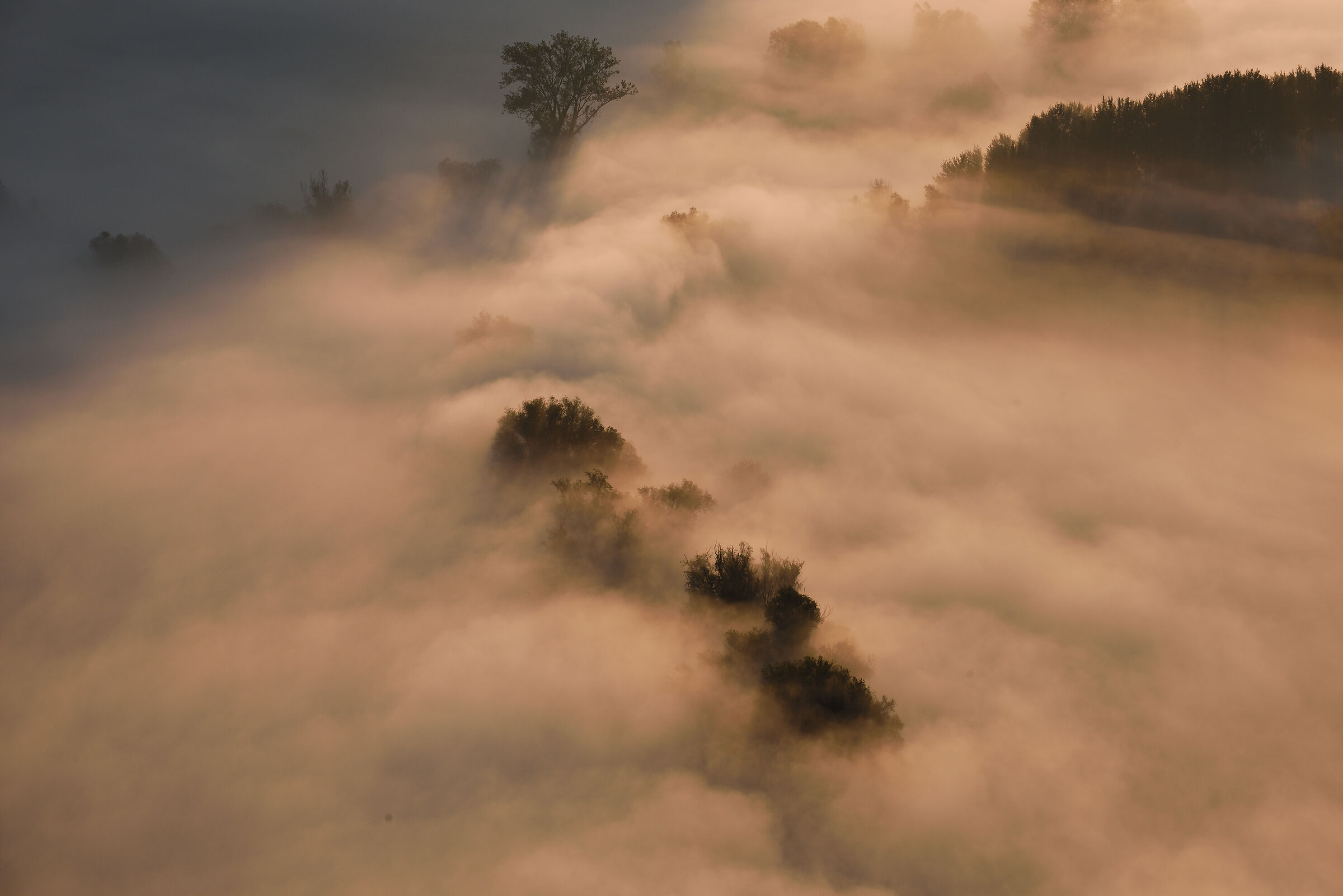 Alberi tra le nuvole